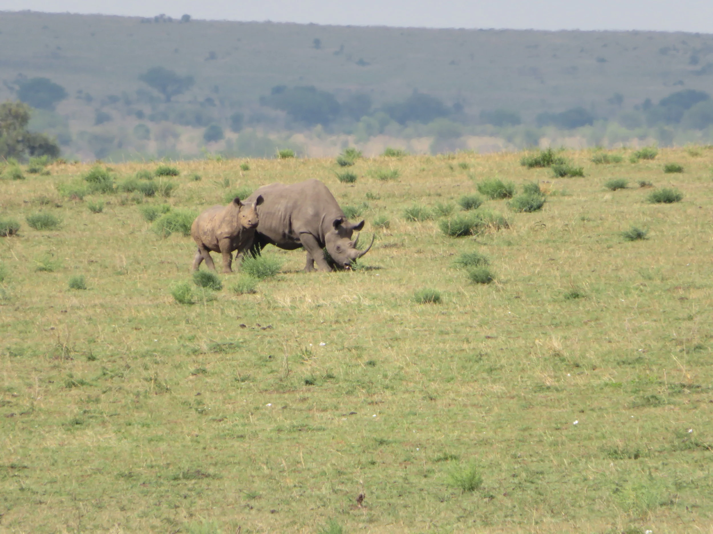Rhino in northern Serengeti & Scientific Paper Dedication by Donatus Gadiye