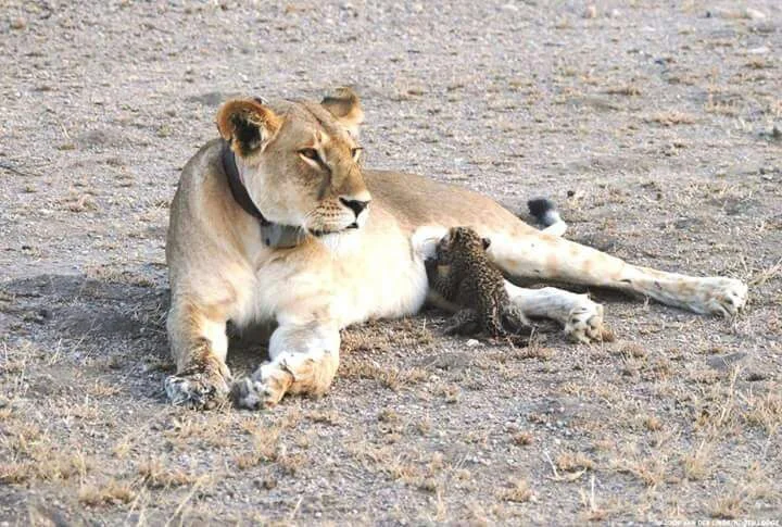 Mama Lion & Unusual 'Cub'!