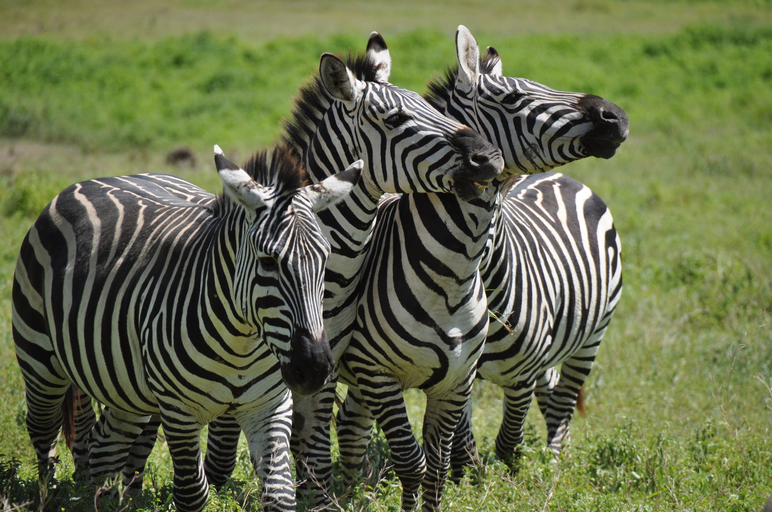 Zebra legs, Two zebras - three forelegs, not quite sure how…