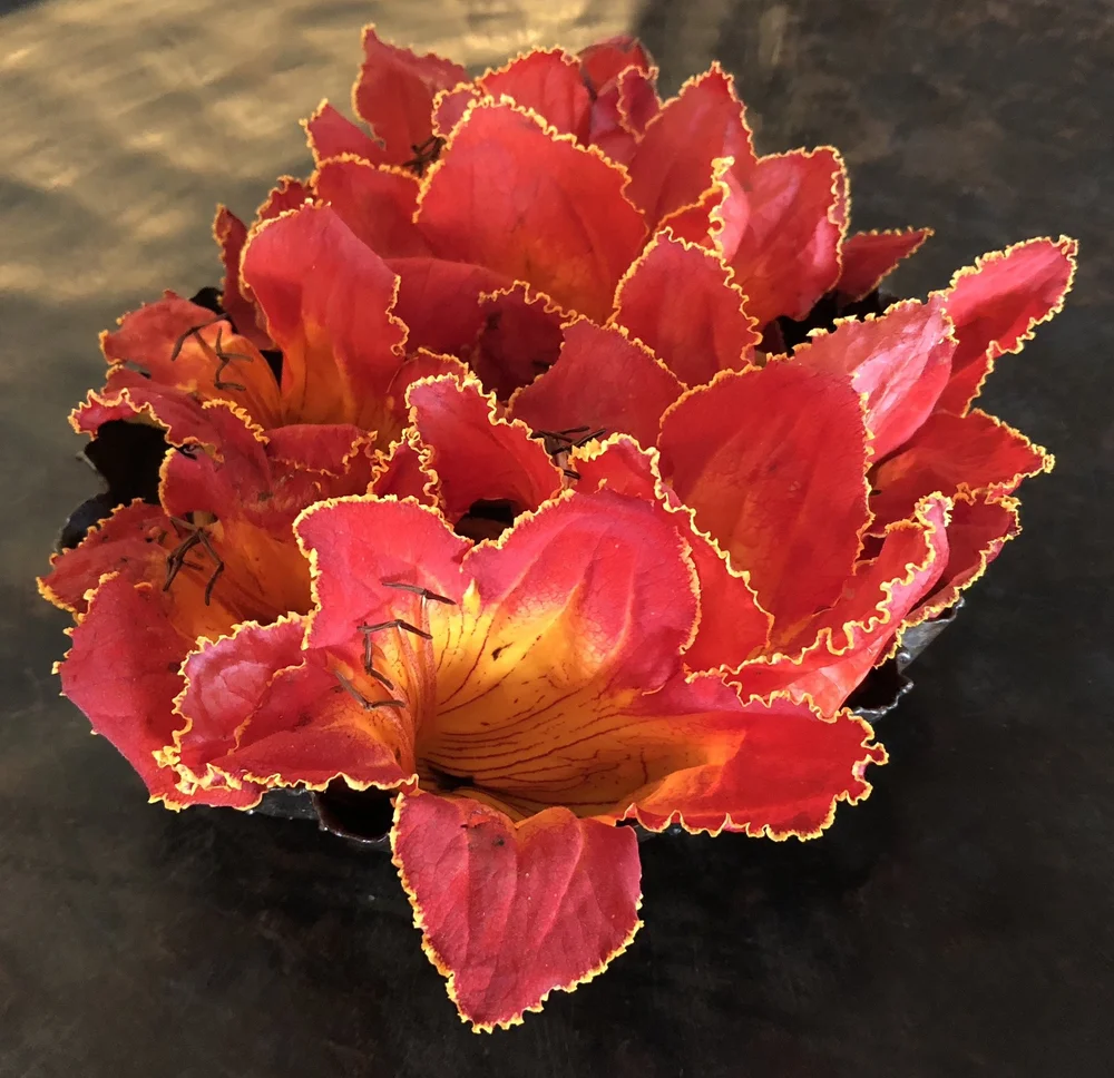 African Tulip Tree flowers.jpeg