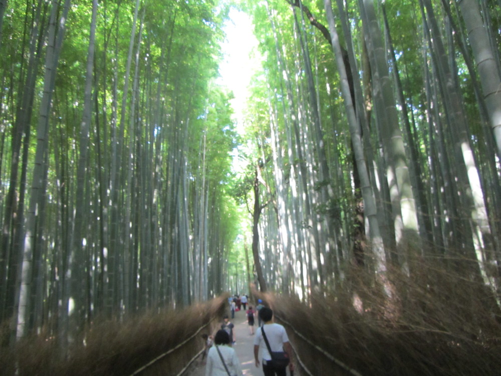 7.19.14 Kyoto, Japan- Arashiyama Bamboo Path (2).JPG