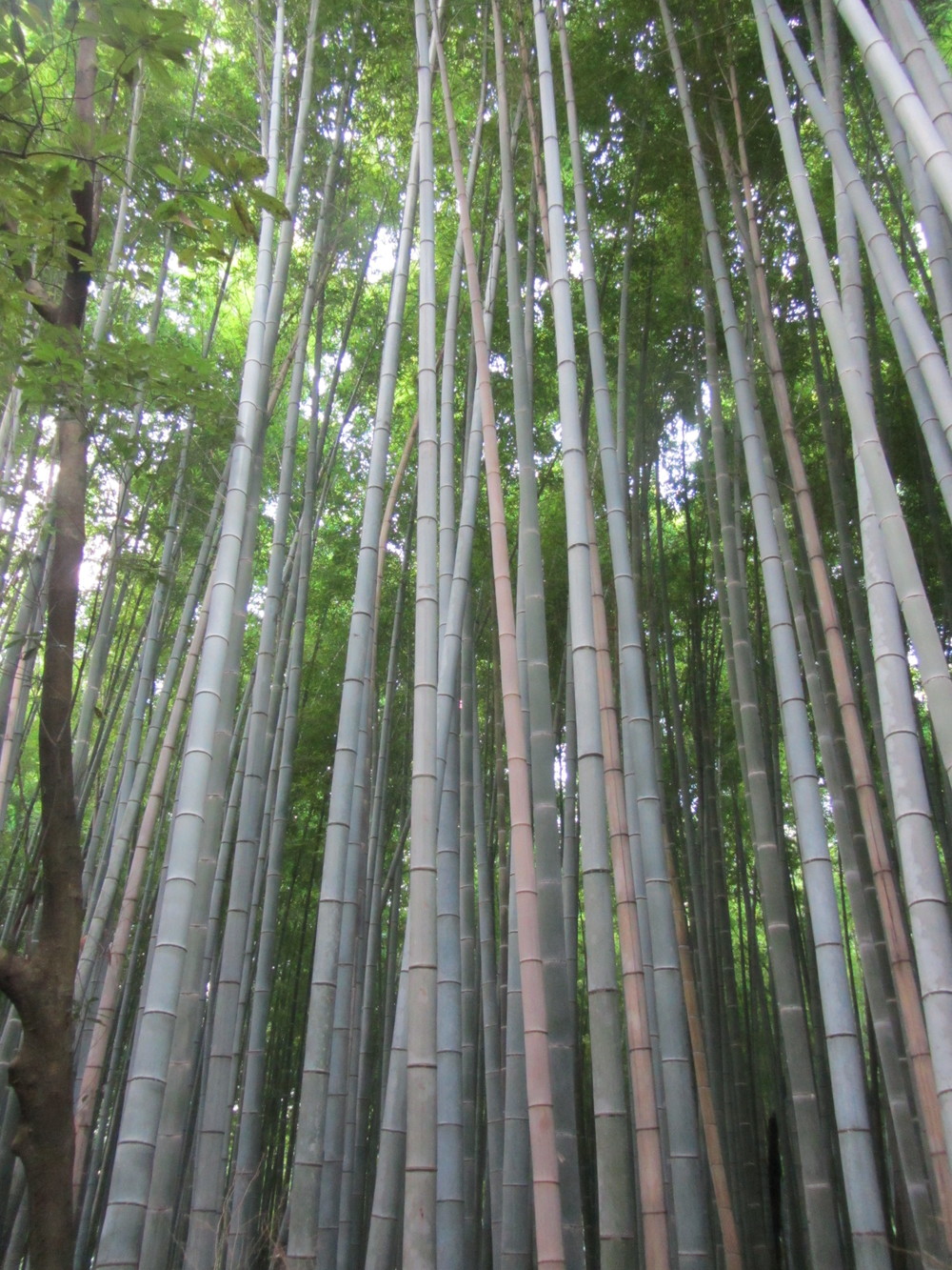 7.19.14 Kyoto, Japan- Arashiyama Bamboo Path (1).JPG