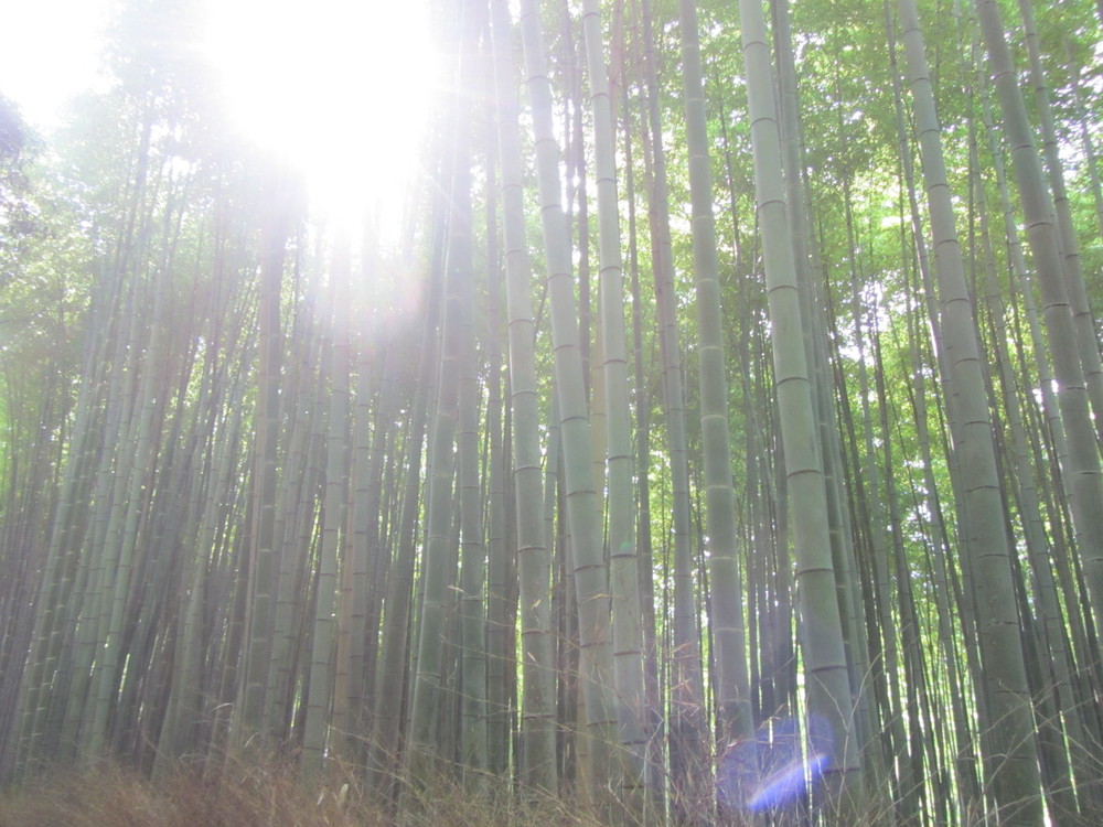 7.19.14 Kyoto, Japan- Arashiyama Bamboo Path (5).JPG