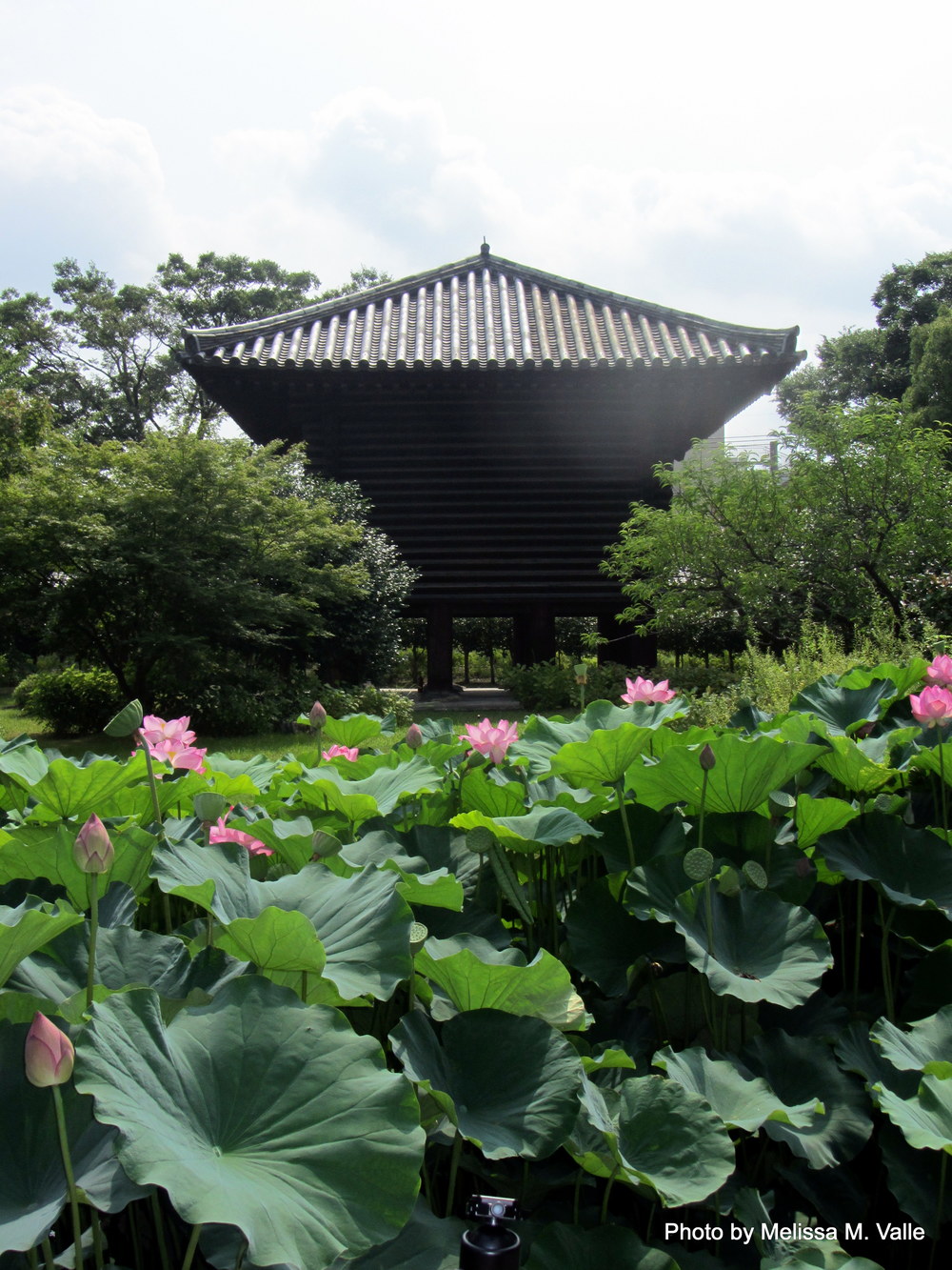 7.21.14 Tokyo, Japan- Toji Temple and Kobo-San Market (13).JPG