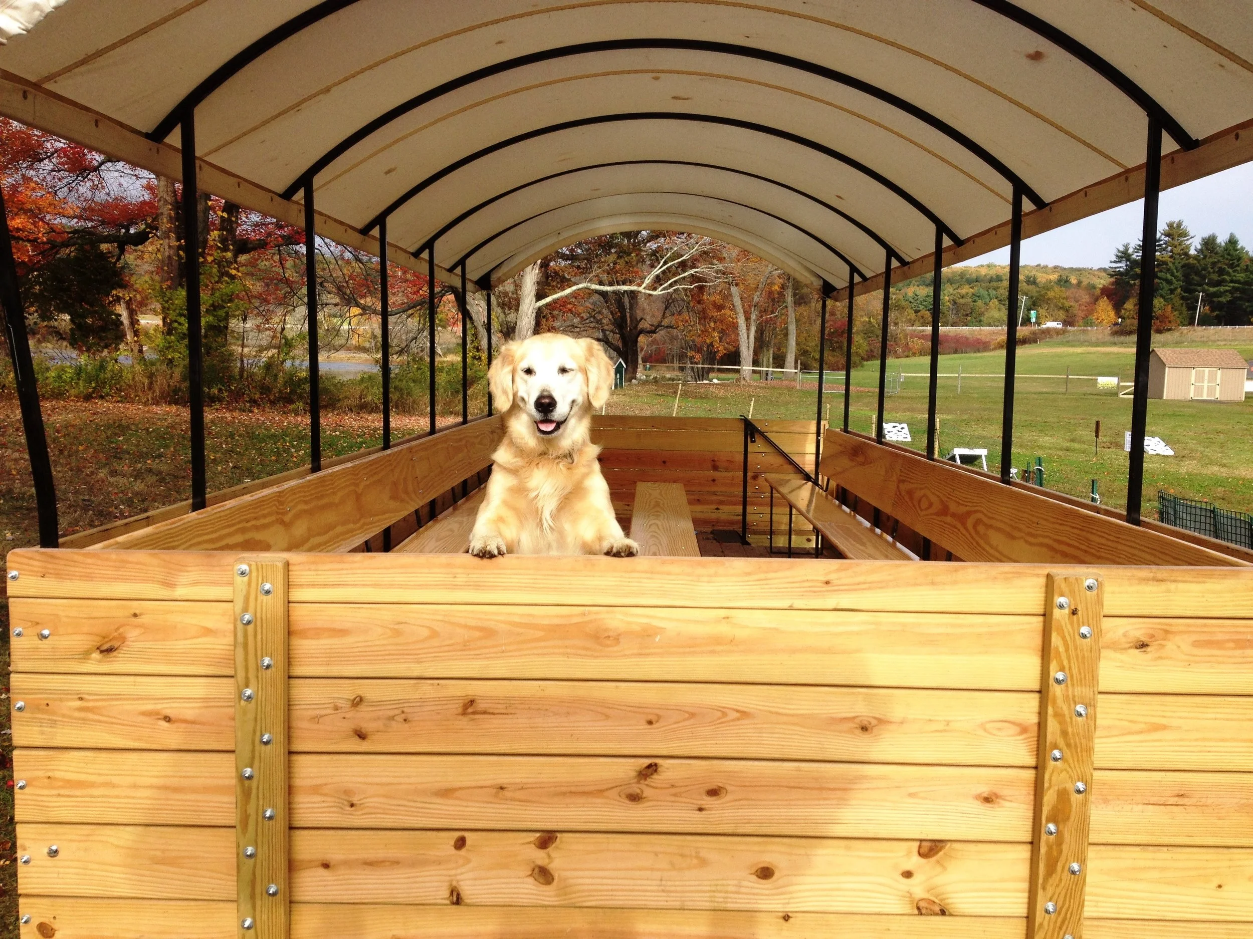 Bailey Wagon.jpg