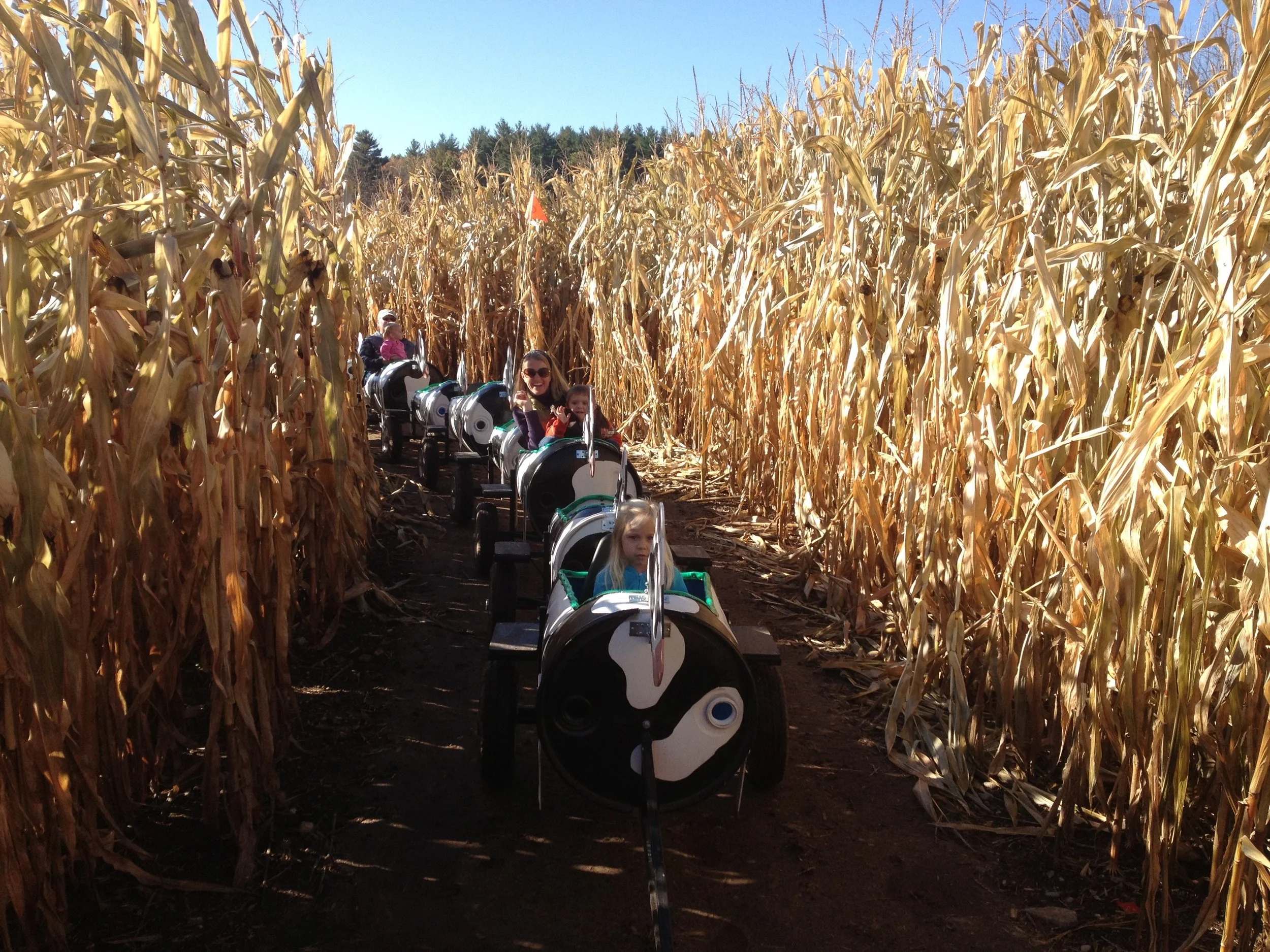cow train through October corn 2012 (1).jpg