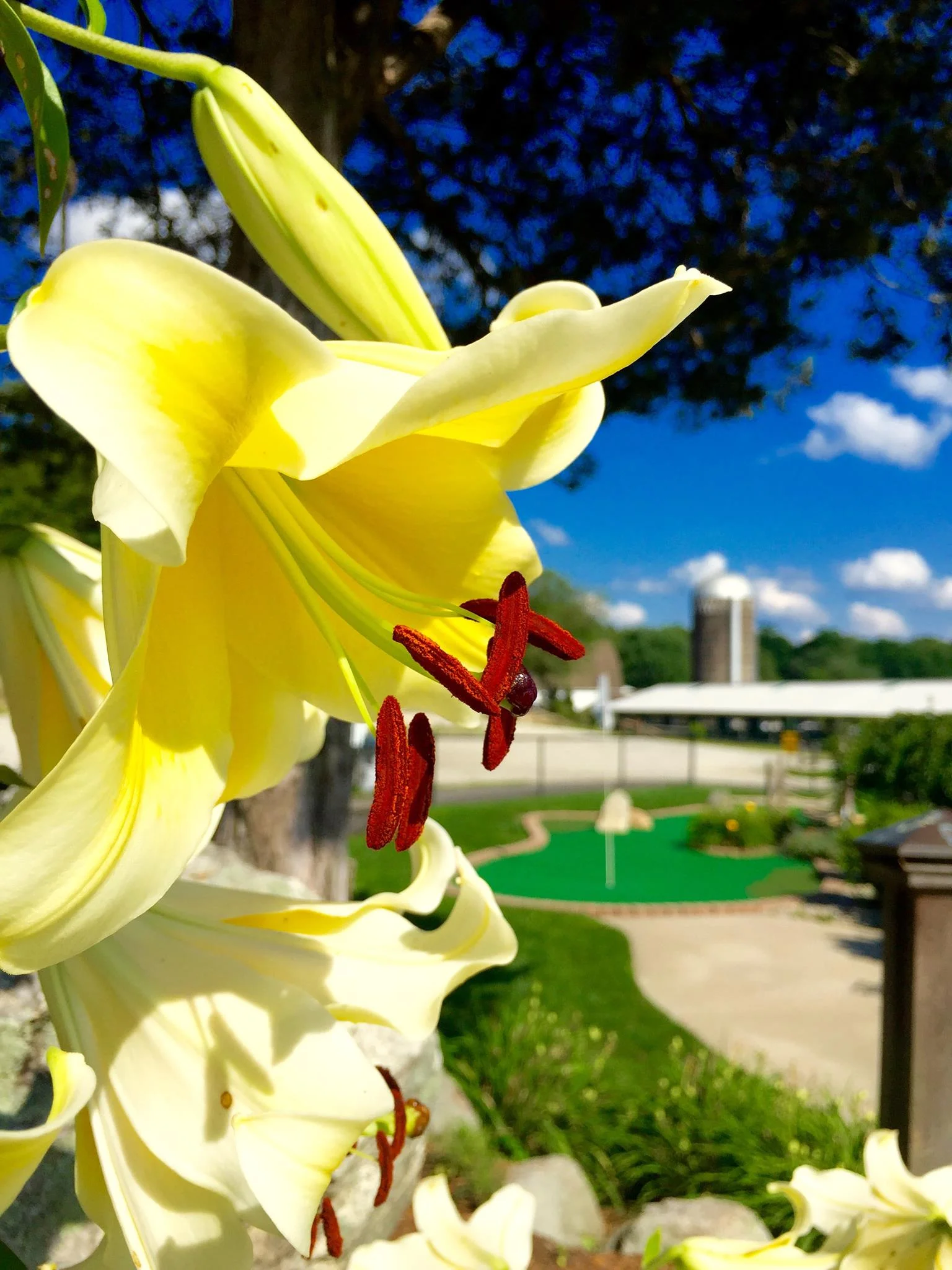 Lily on Golf Course.jpg