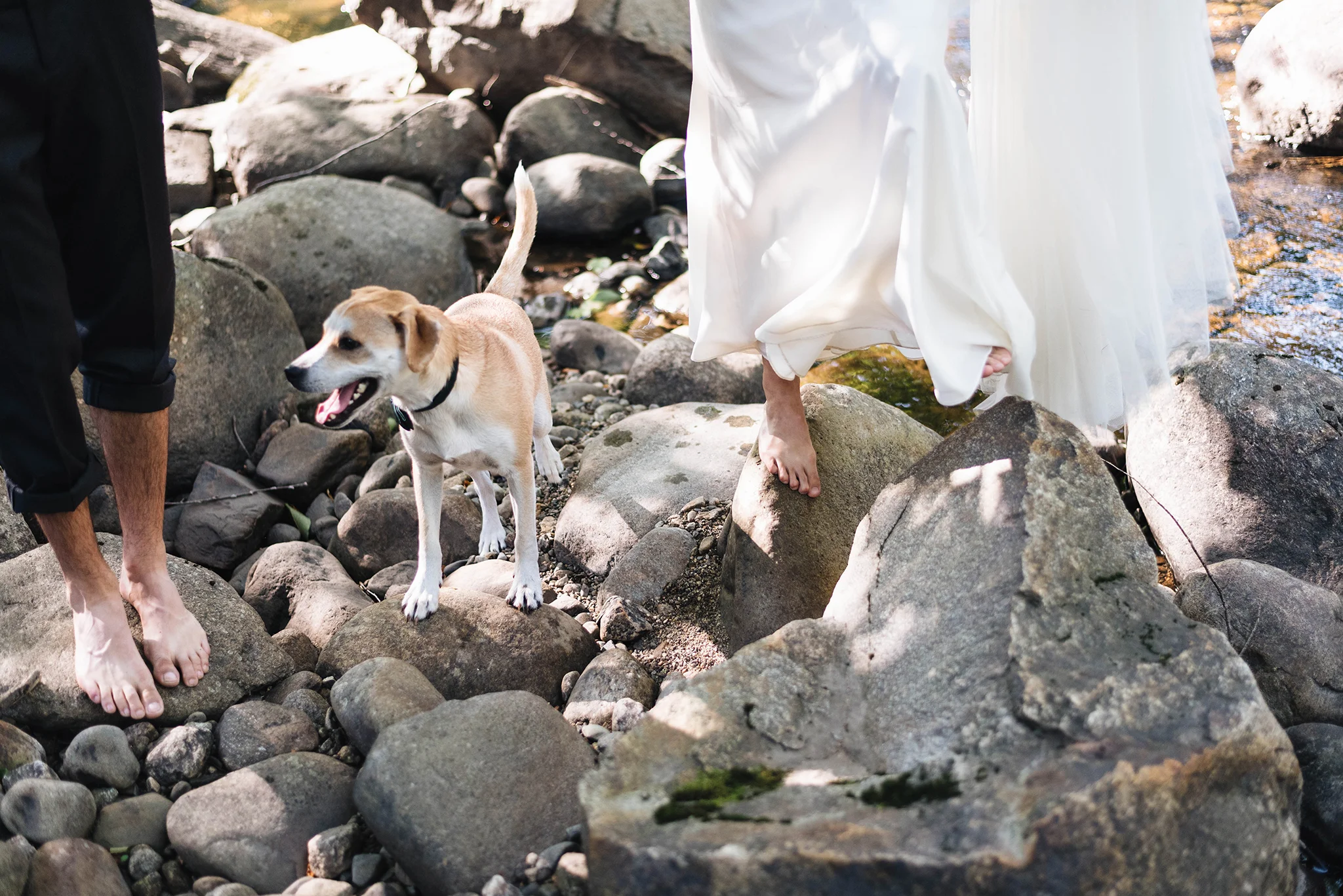 dog-wedding-day.jpg