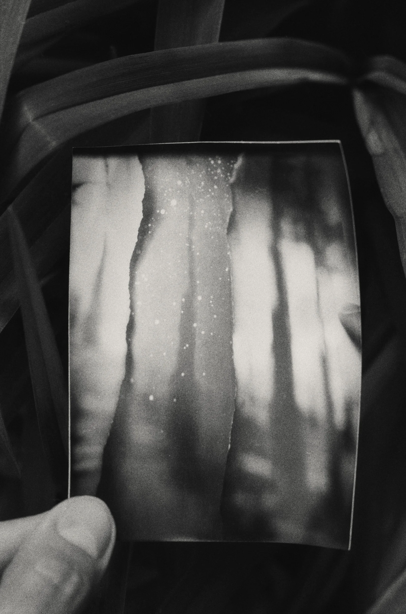 noncorpum 29, Forrest in the overgrowth