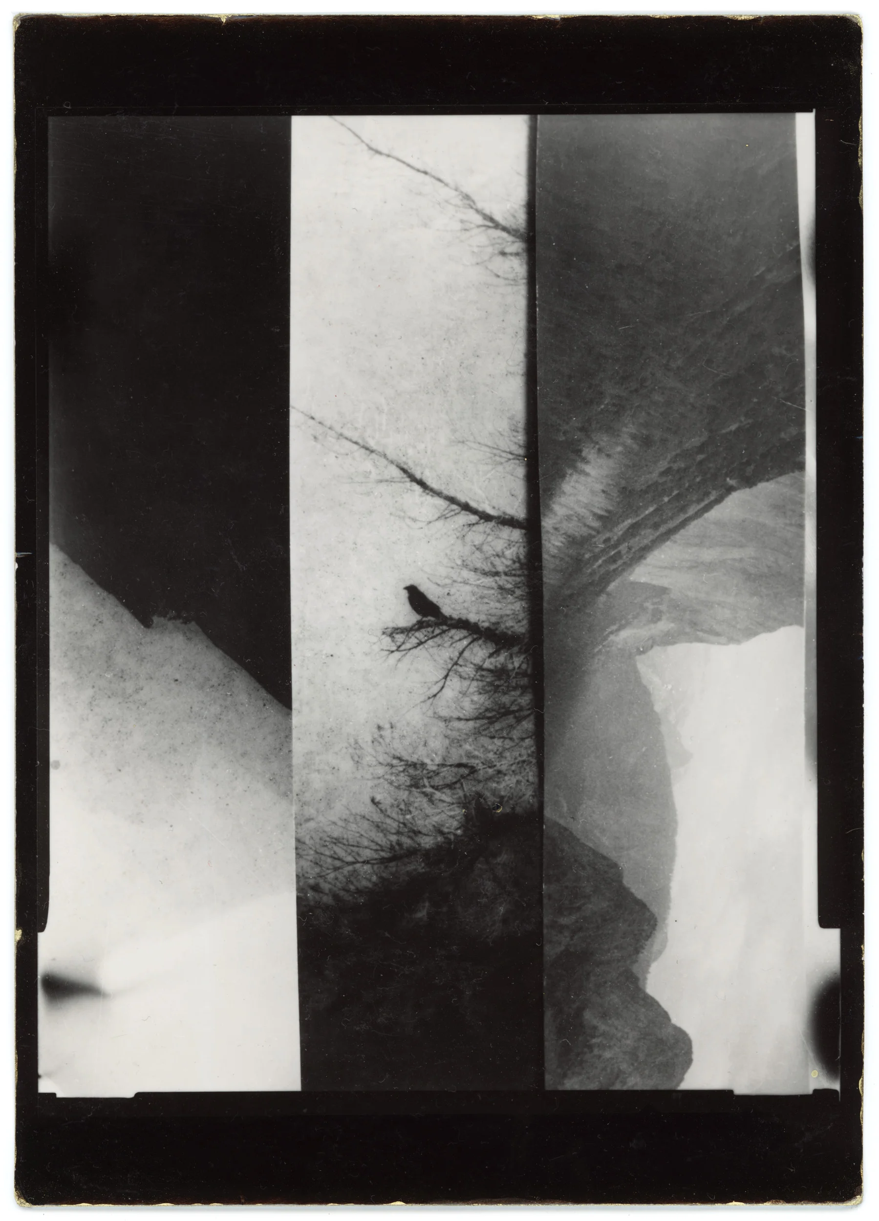 noncorpum 01, birdscape