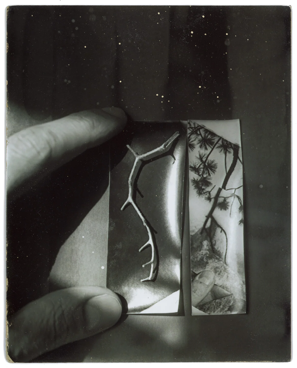 noncorpum 03, a branch from home**