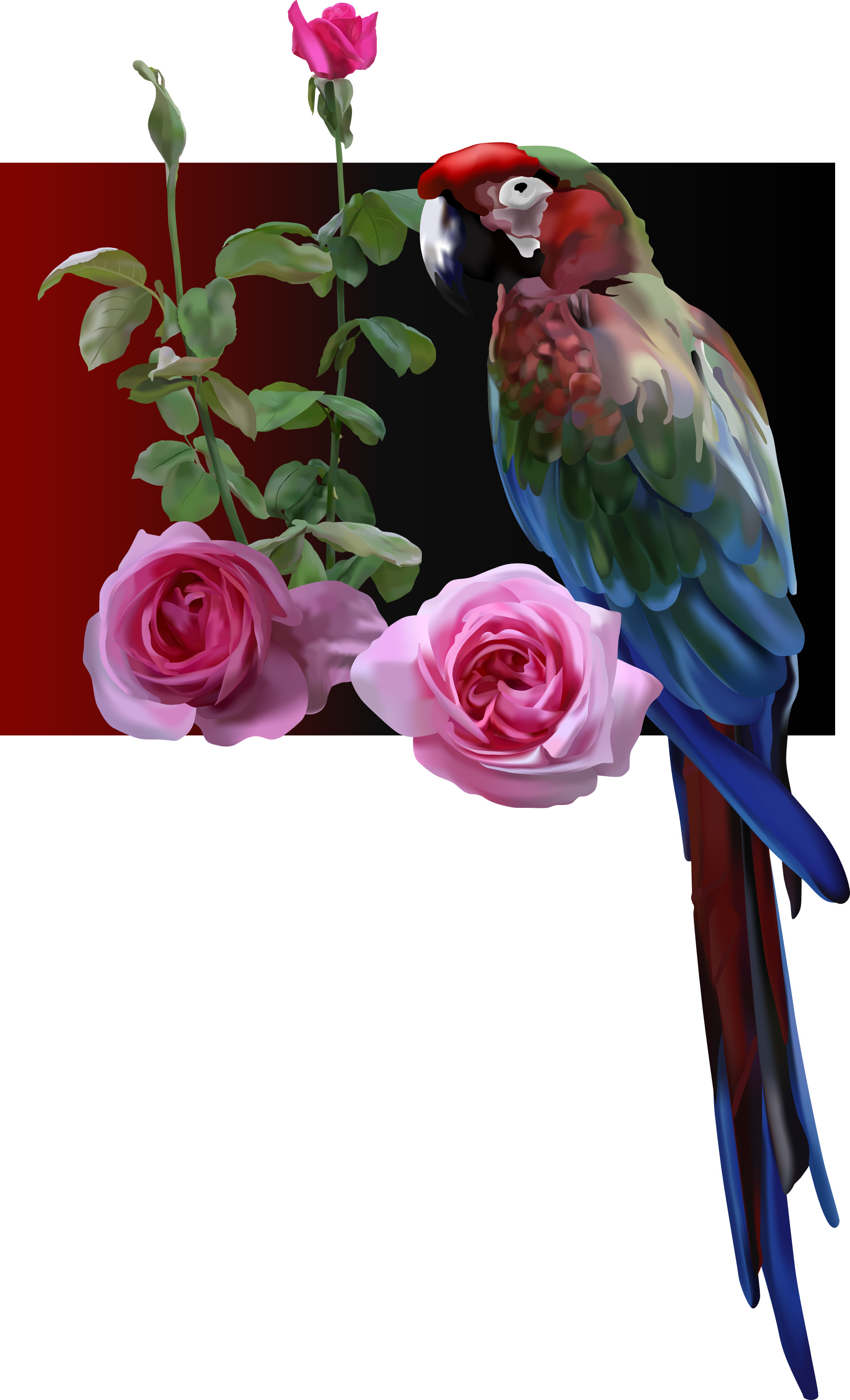 Adobe Illustrator