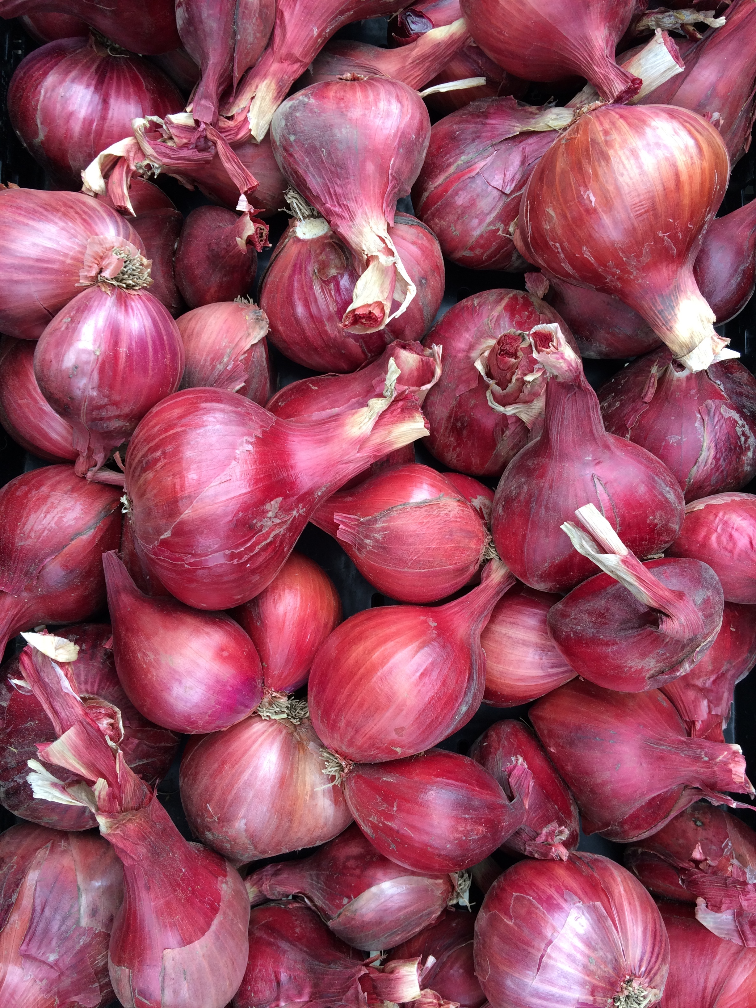 photoshallots.JPG