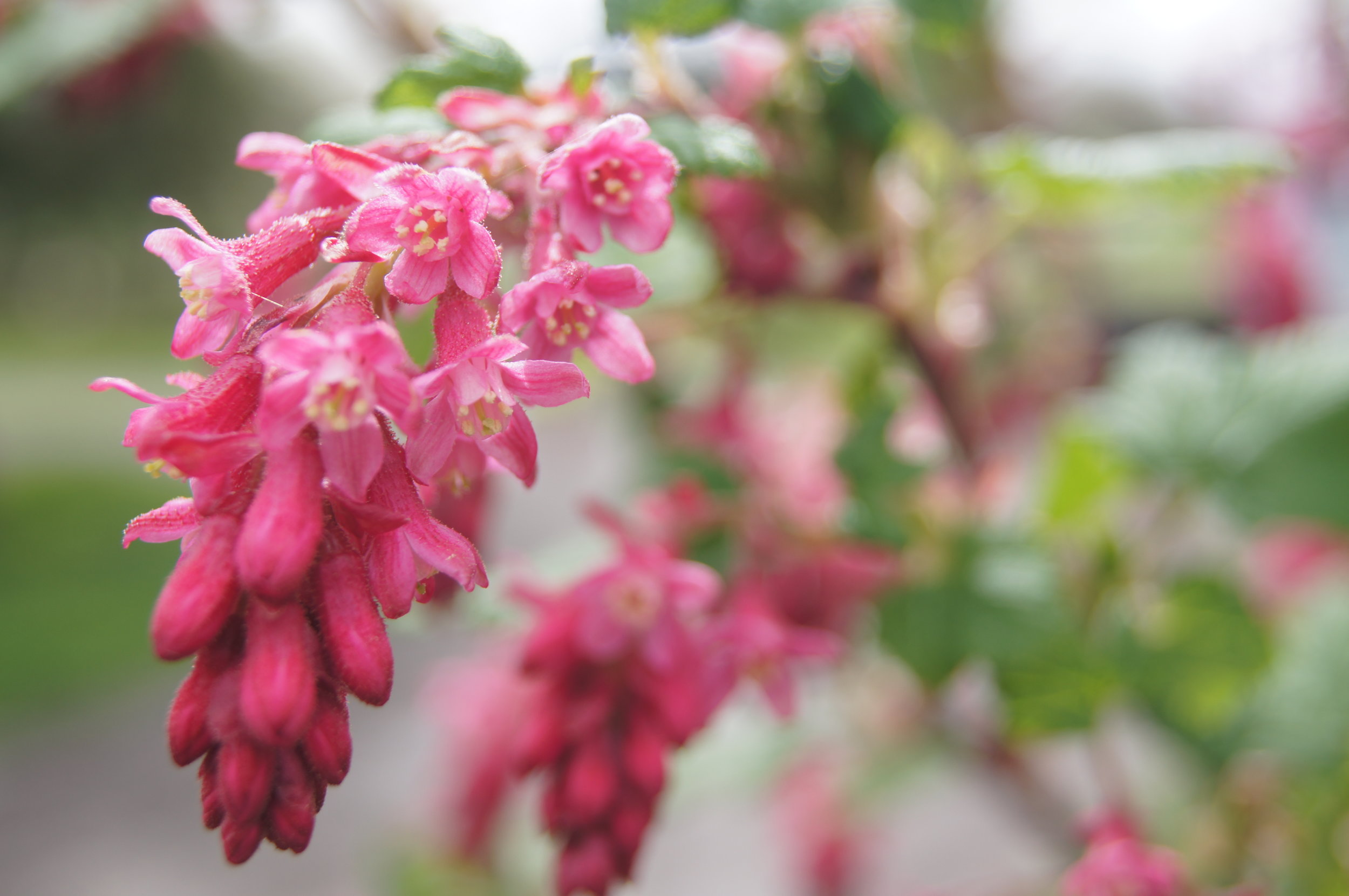 New growth and blooms