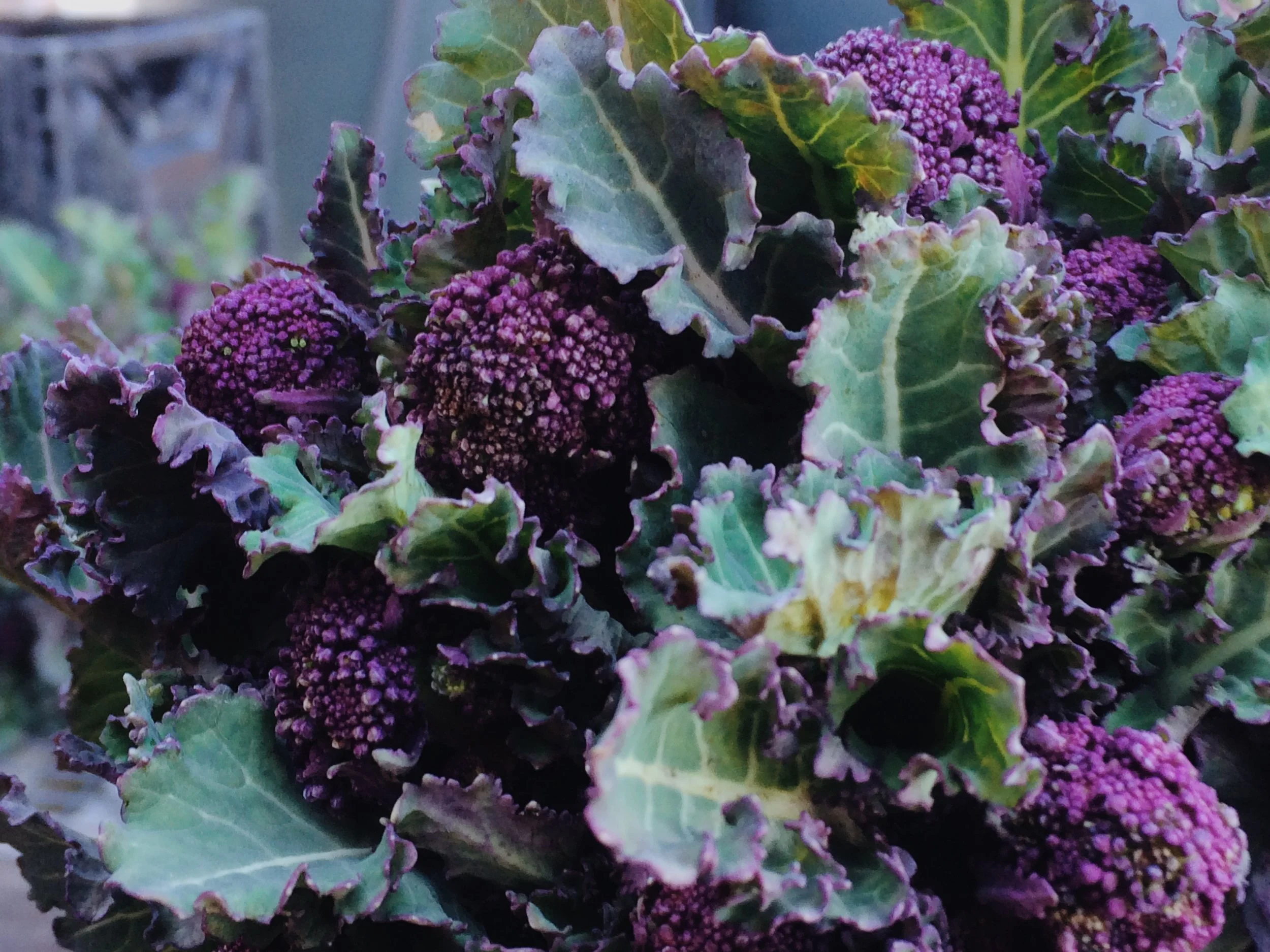 Purple Sprouting Broccoli Gratin 