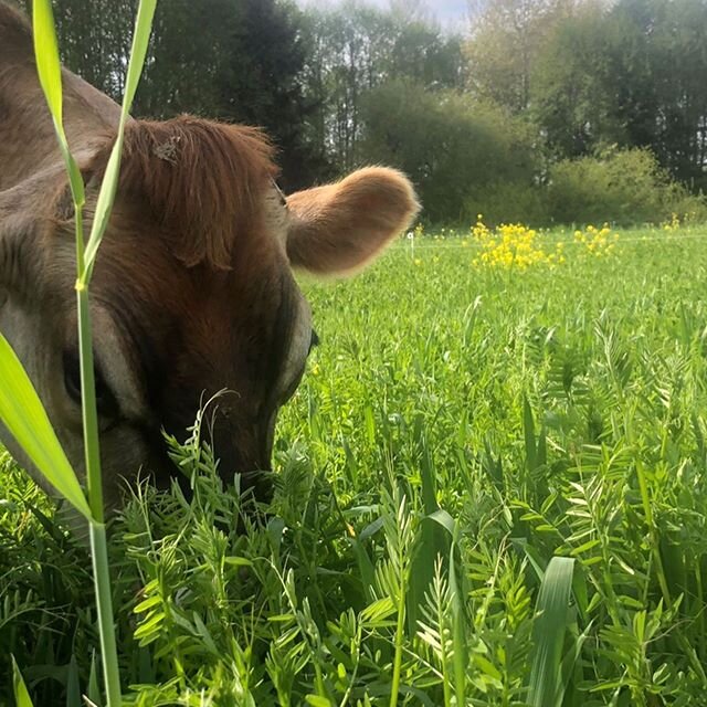 We&rsquo;re making our first attempts at mob-grazing of cover crops to cultivate #healthysoils 🐮🌱🌿 .

Mob-grazing is a holistic grazing method where you have cows grazing in smaller paddocks (pasture areas) but moving areas more frequently. The id