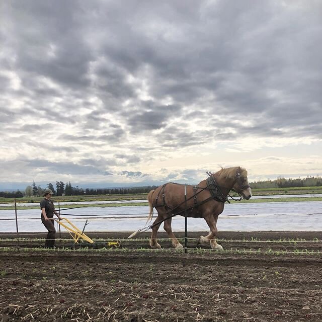 &ldquo;Peas of Mind&rdquo; 2020. 
River Run Farms .

Jordan (👩&zwj;🌾) and Linda (🐴) have been out cultivating peas!! Yum! .
It&rsquo;s a lot of fun to work with draft horses. The energy and company of another animal is a beautiful thing, and Linda