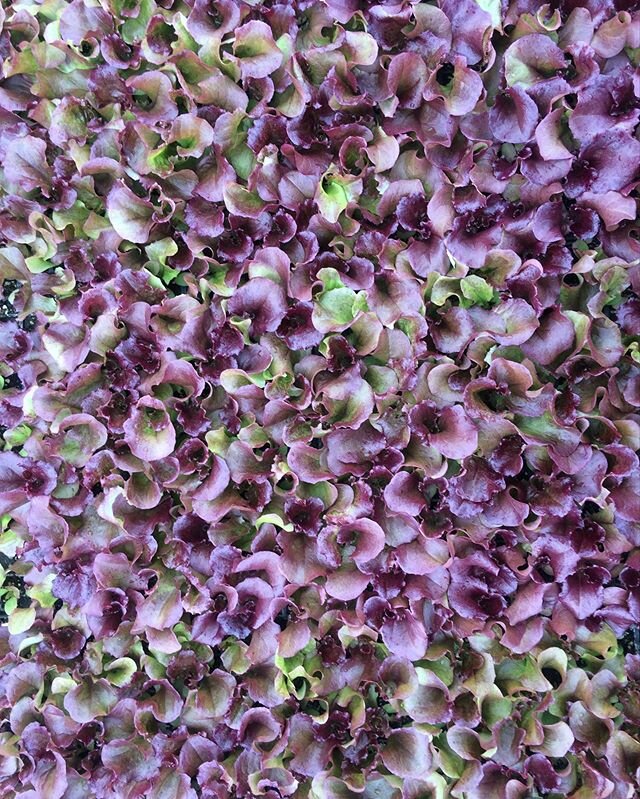 Tuesday textures from the farm
🌱

All these babes are growing up fast, soon to be lettuces and cabbages. If you haven&rsquo;t already, join our CSA for 23-weeks of these deliciously beautiful and beautifully delicious veggies! 🥕More info at riverru