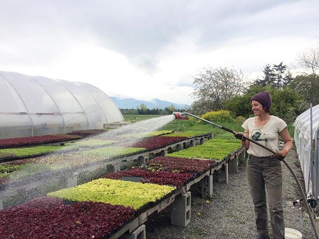 LETTUCE eat and feed and thrive and nourish! If y&rsquo;all haven&rsquo;t heard, home delivery of our farmshare is available in Sequim and Seattle. Shares start June 9th, and in the meantime, greens are here for you in our farm stand! 
#farmshare #or