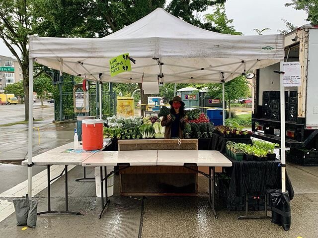 We&rsquo;ll be at U District market tomorrow (at the far end of the stalls!) with produce and plant starts. 🥬 fresh list 🥬
. Spinach
. Kohlrabi
. Red Russian Kale
. Lacinato Kale
. Broccolini
. Red Radishes . Hakurei Turnips
.Book Choy
.Arugula
. S