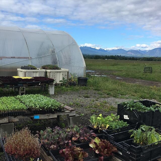 Good morning from the farm - We&rsquo;ll have more plant starts (including zucchini!!) at UD market today. Swipe for the full 🥦 *fresh list* 🥦 of produce we&rsquo;re bringing!  Find us down toward the end of the stalls.

If you&rsquo;re in Sequim, 