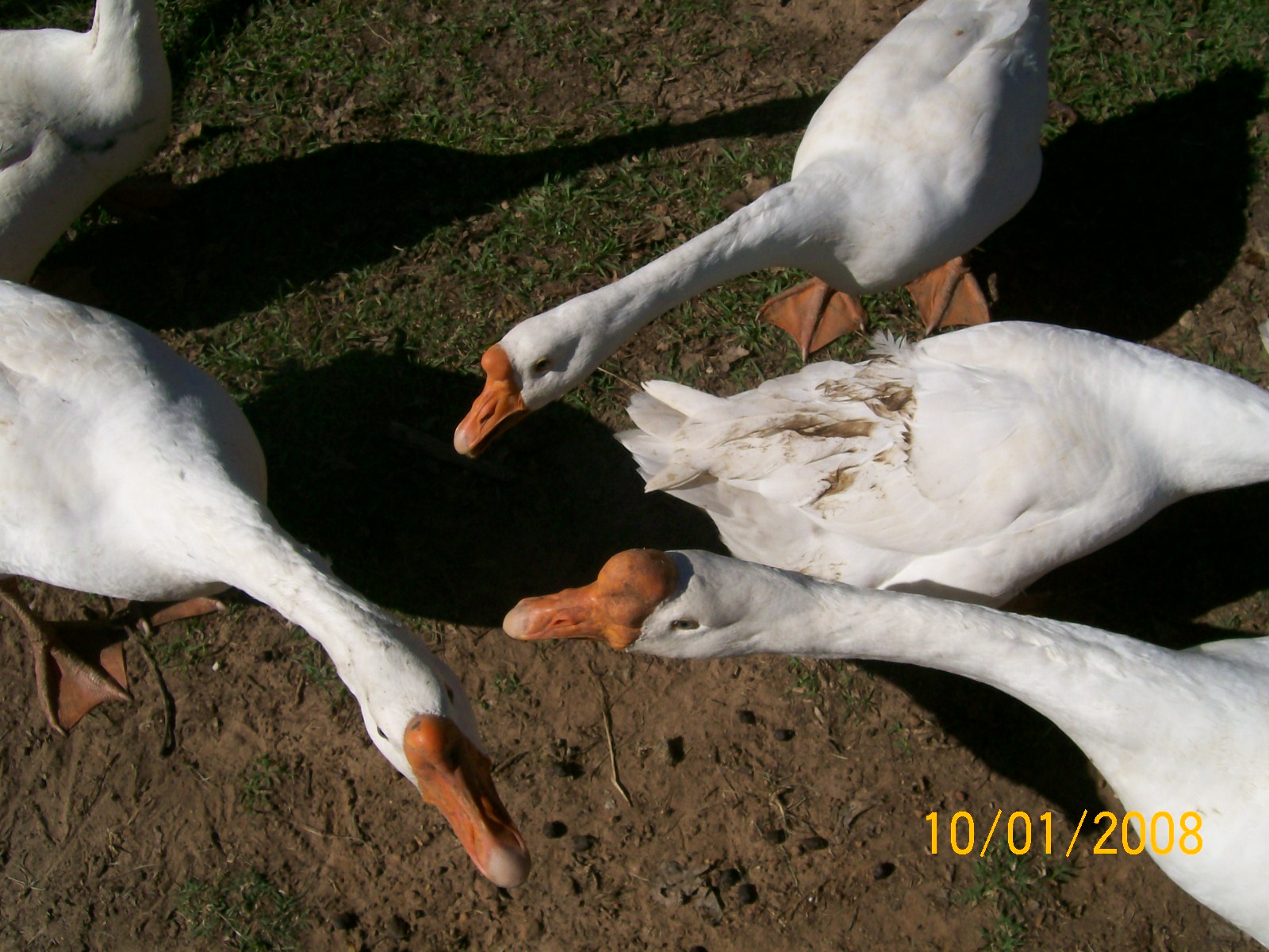 100_0768.jpg