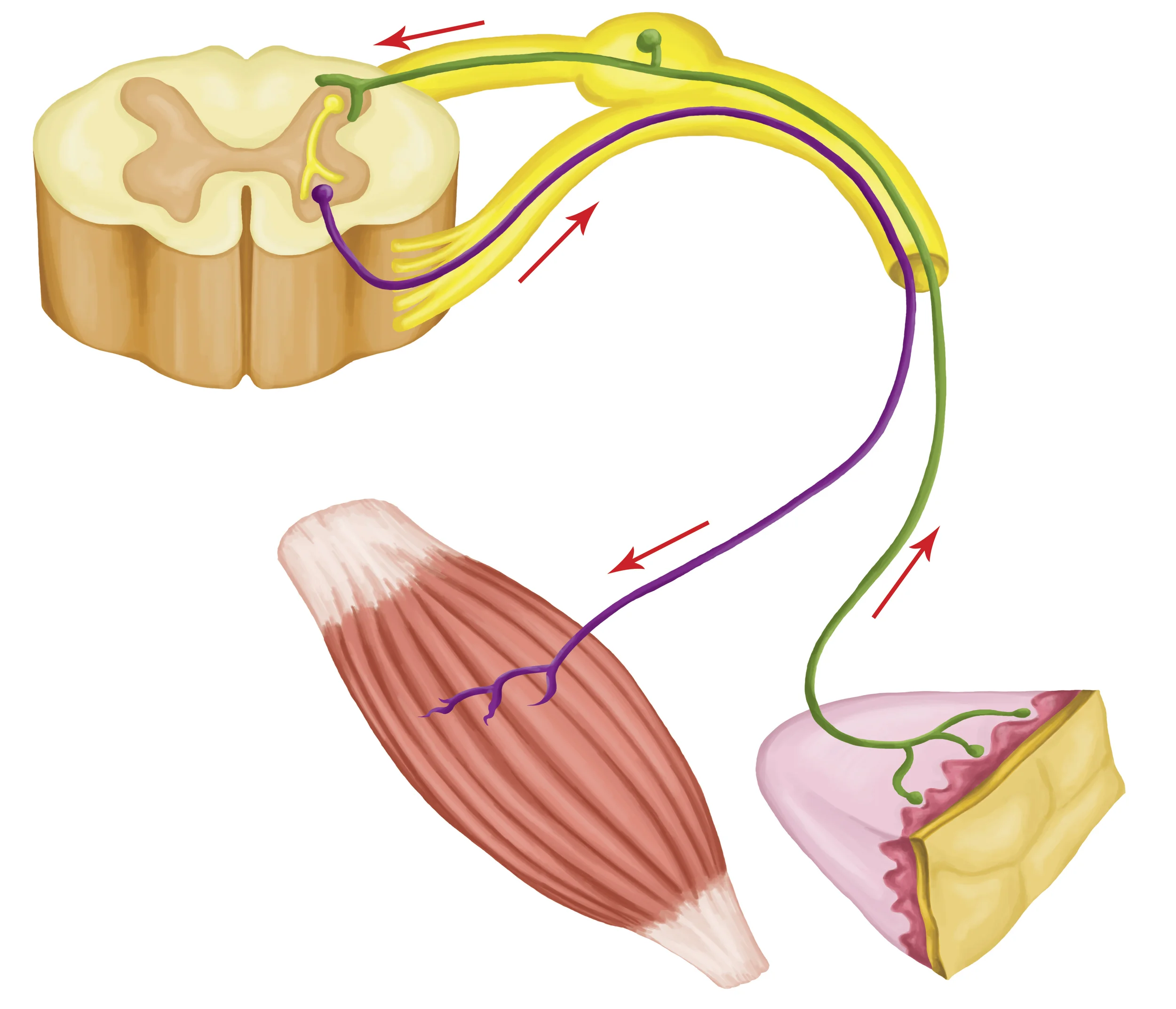 neuromuscular large.jpg