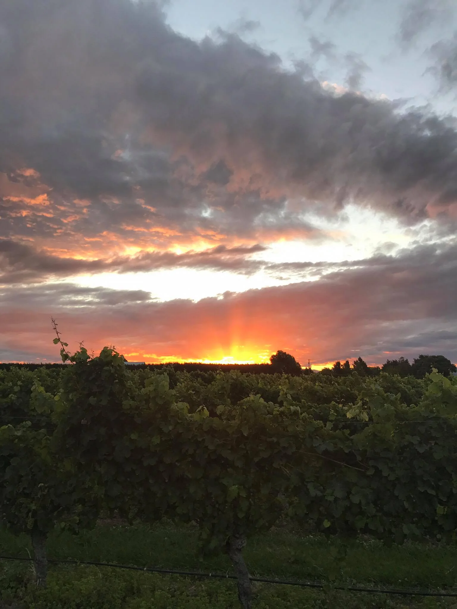 Marlborough sunset over the vines at the Allan Scott Vineyard