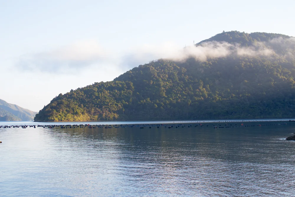 Endless mussel farms!