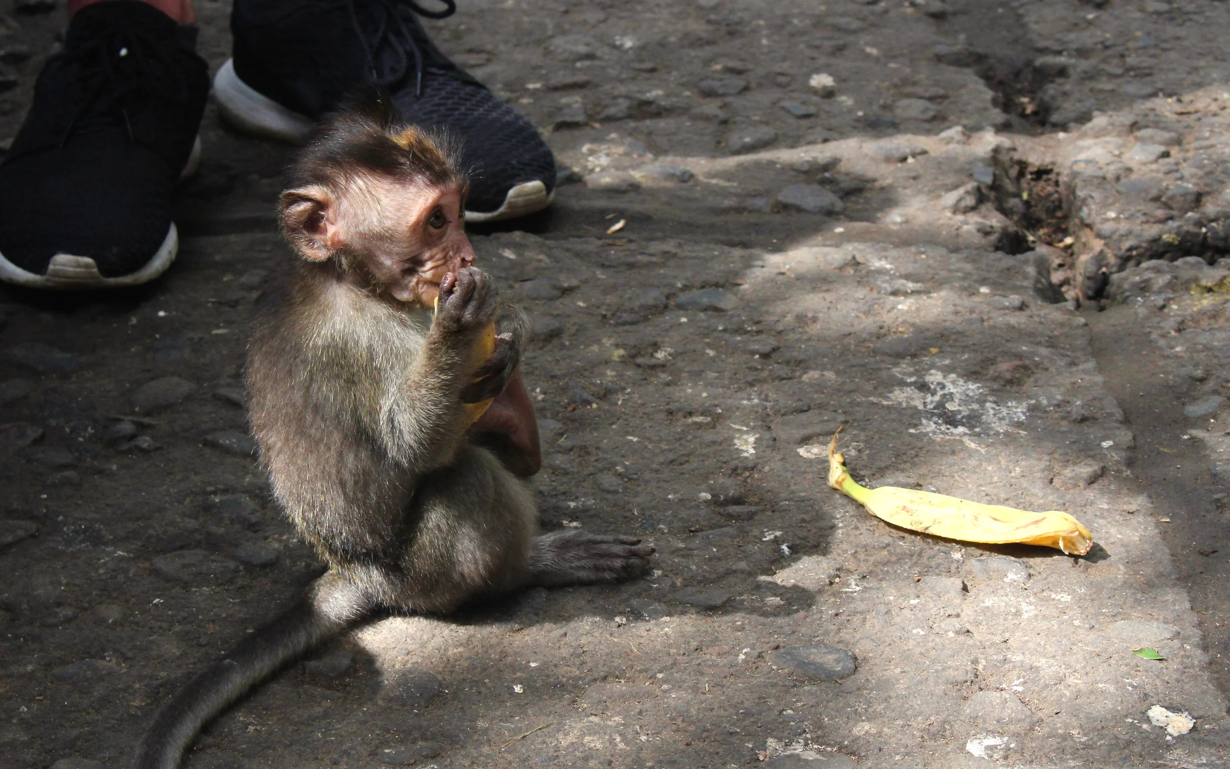 Monkey friends - this guy was in the famed monkey forest in Ubud.