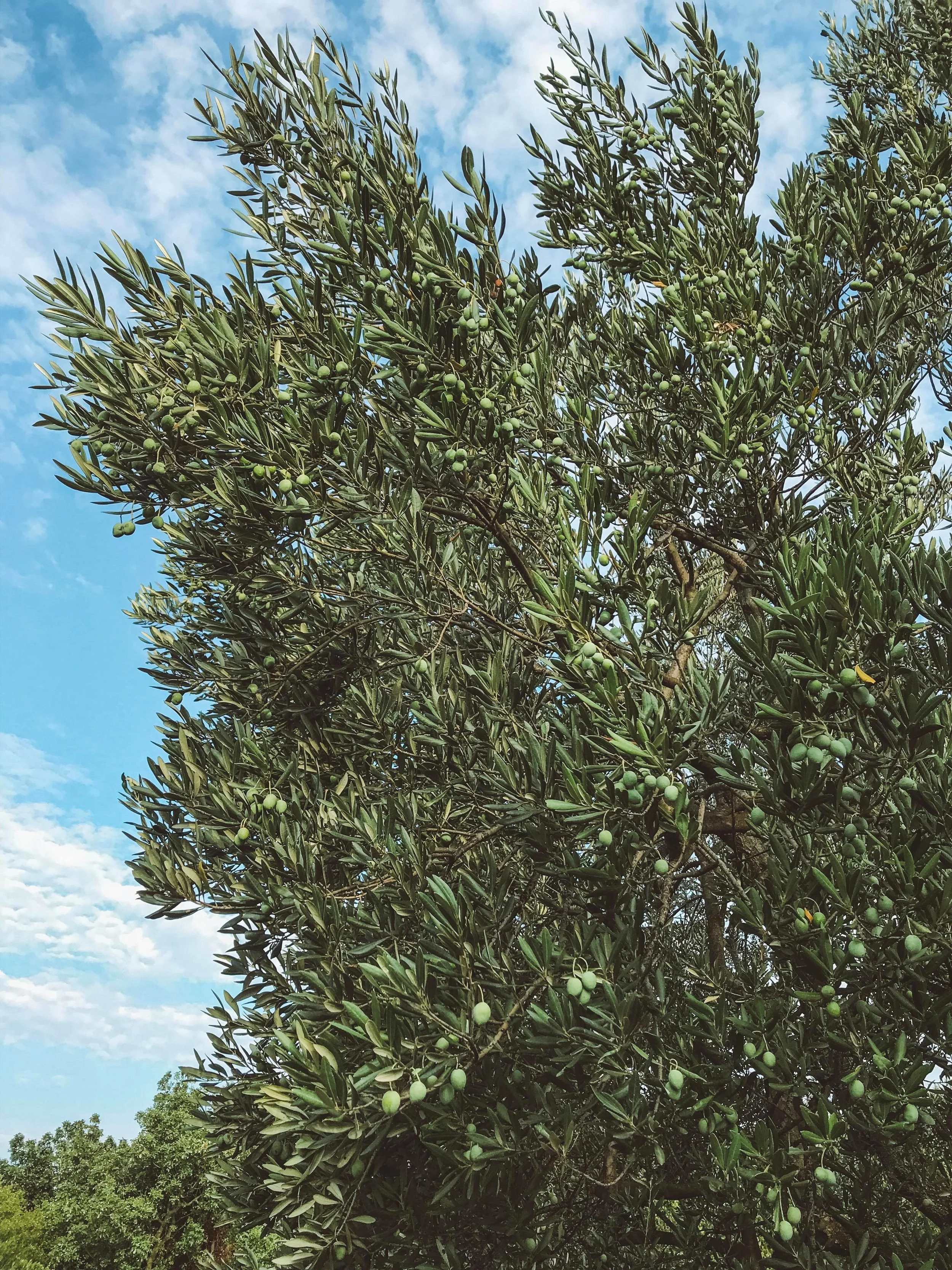 Olives trees are prolific in Croatia. There are ideal growing conditions for cultivating olives thanks to Croatia's geographical position, soil composition and microclimate. Many locals will press their own oil to sell at the markets.