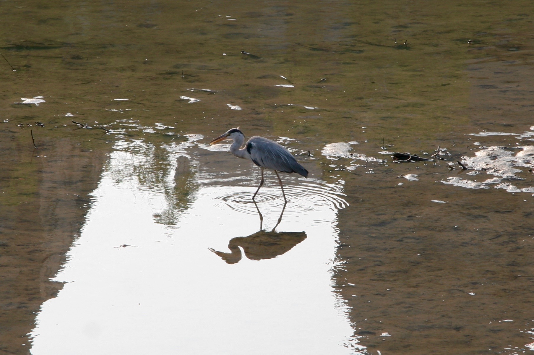 Wading through the river between the A-Bomb Dome and the park