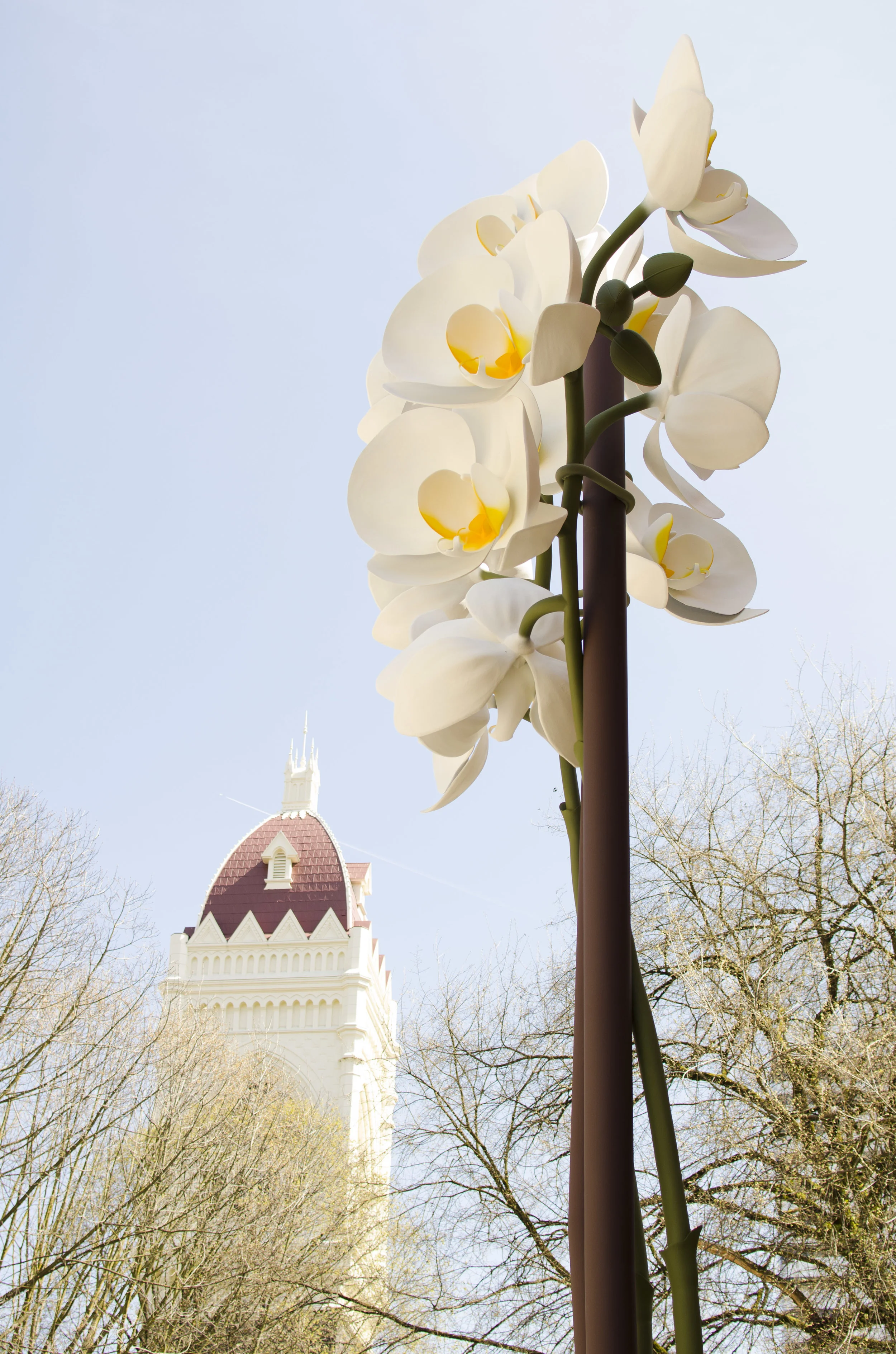 Orchids 1.jpg