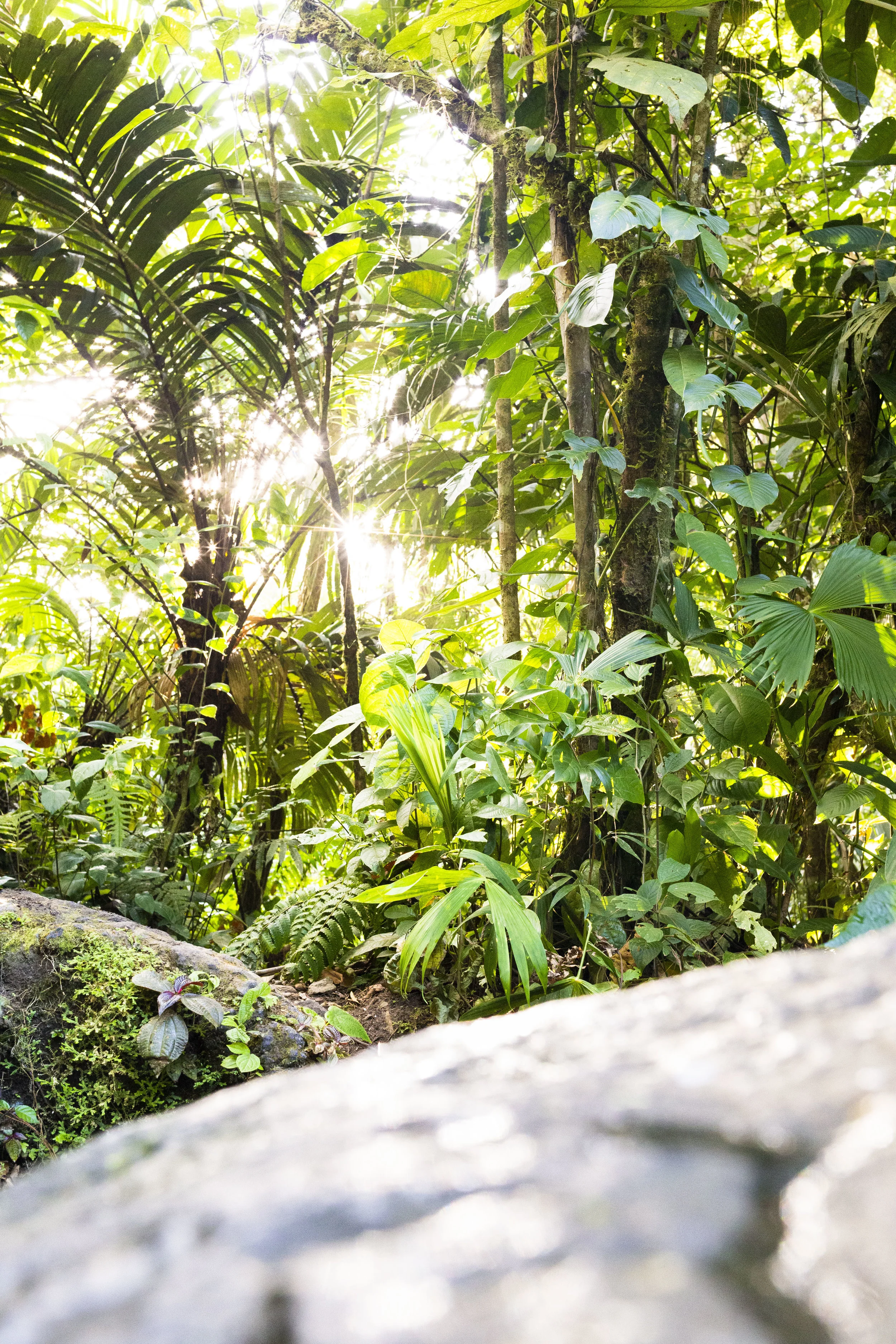 The view at the Free Natural Hot Springs in La Fortuna, Costa Rica.