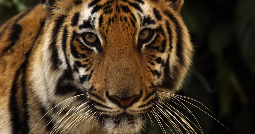 TIGER+TIGER_STILLS.000002.jpg