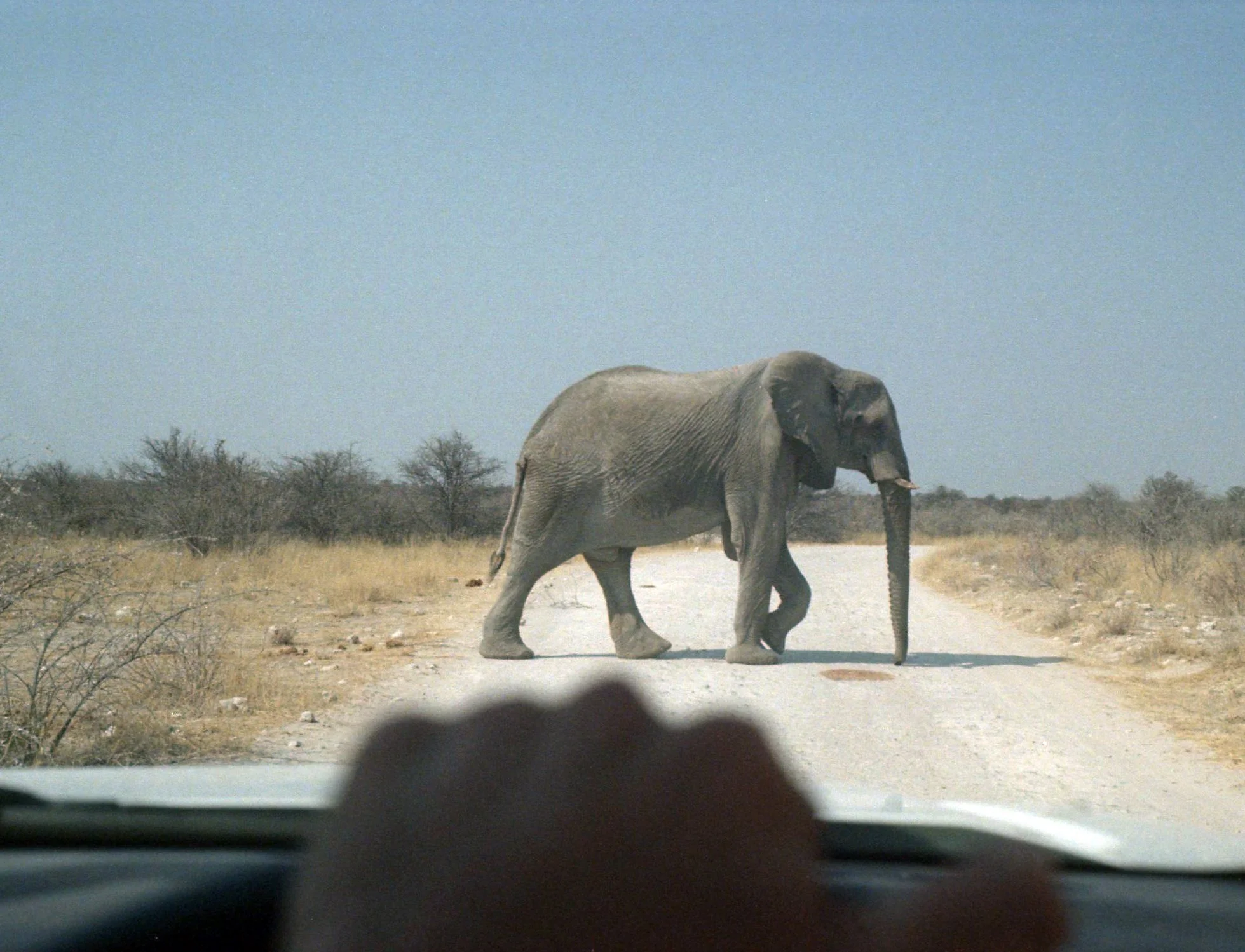Elephant 2.jpg