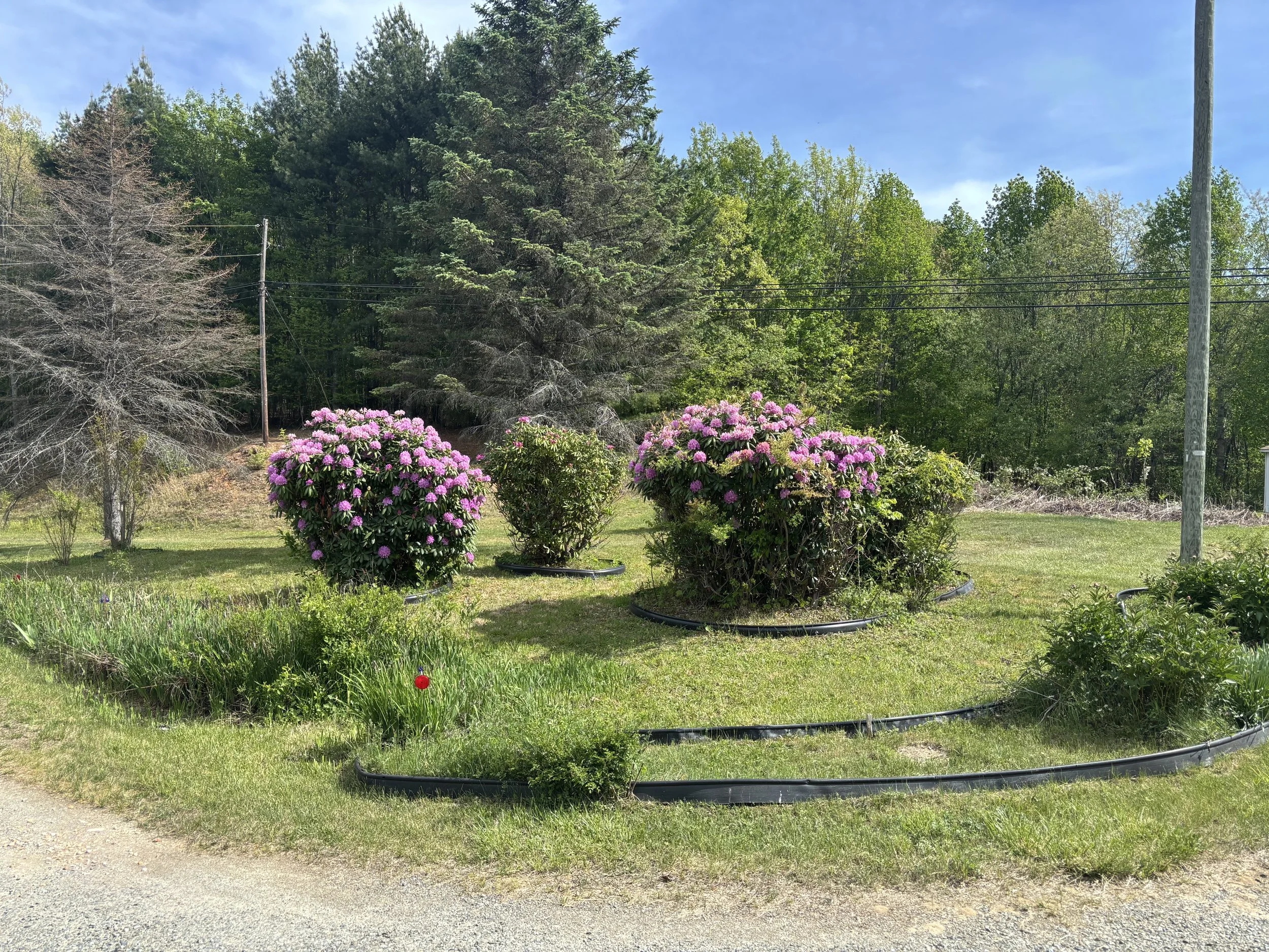 IMG_0682 (002).jpeg
