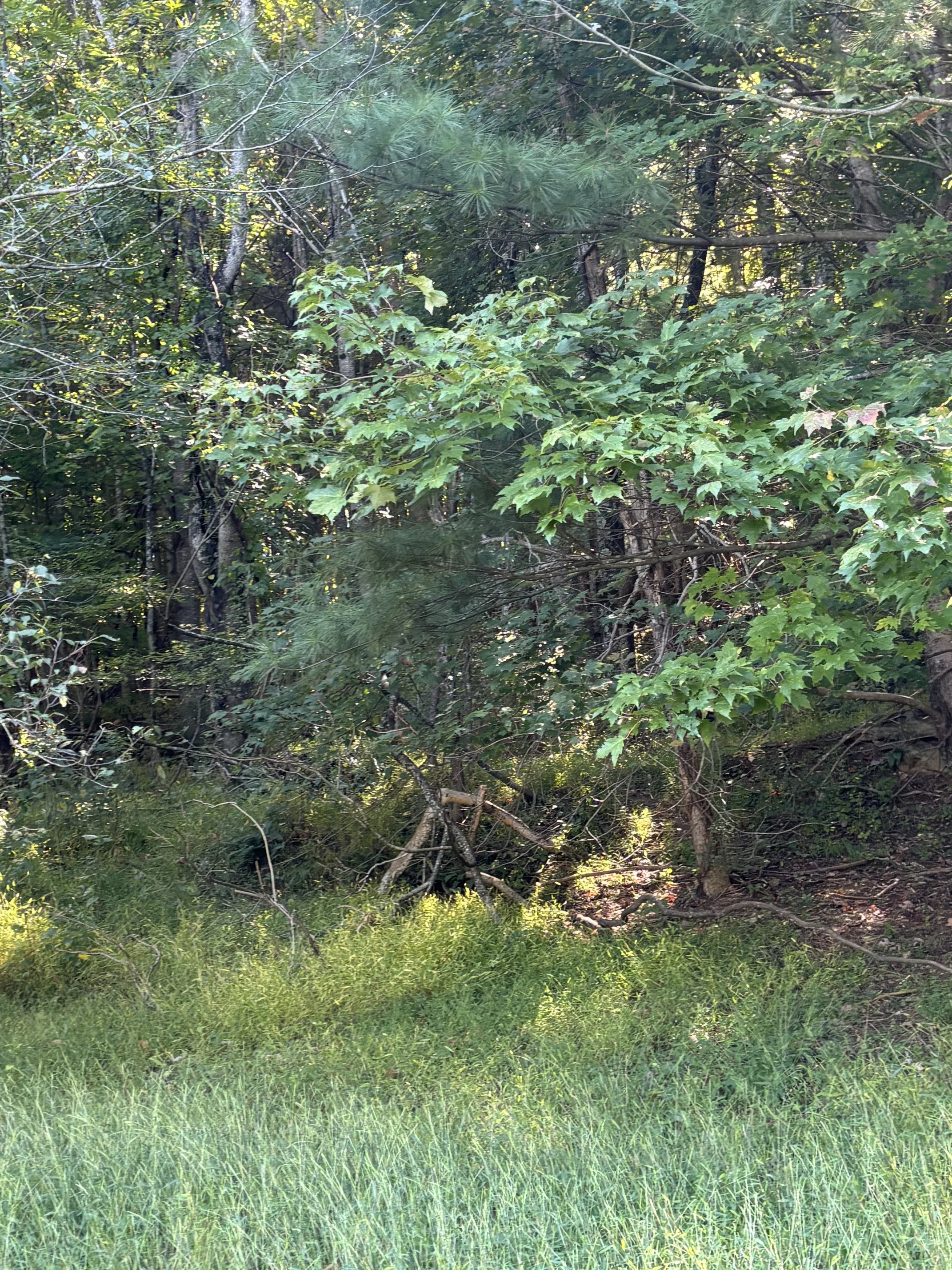 IMG_0942 (002).jpeg