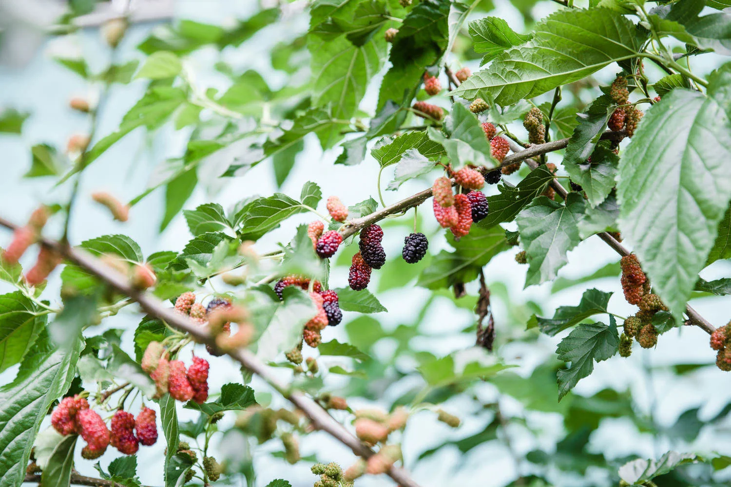 WEBSITEYM-FOOD-10.jpg
