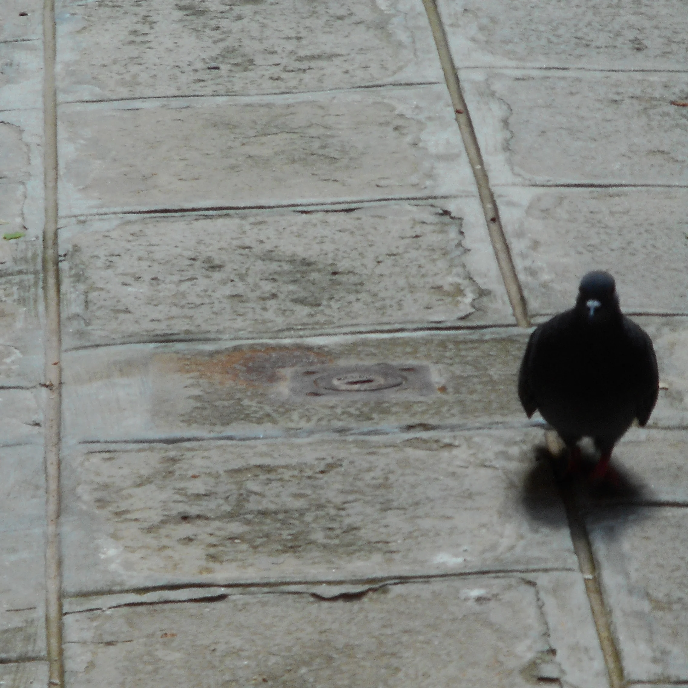 bird.jpg