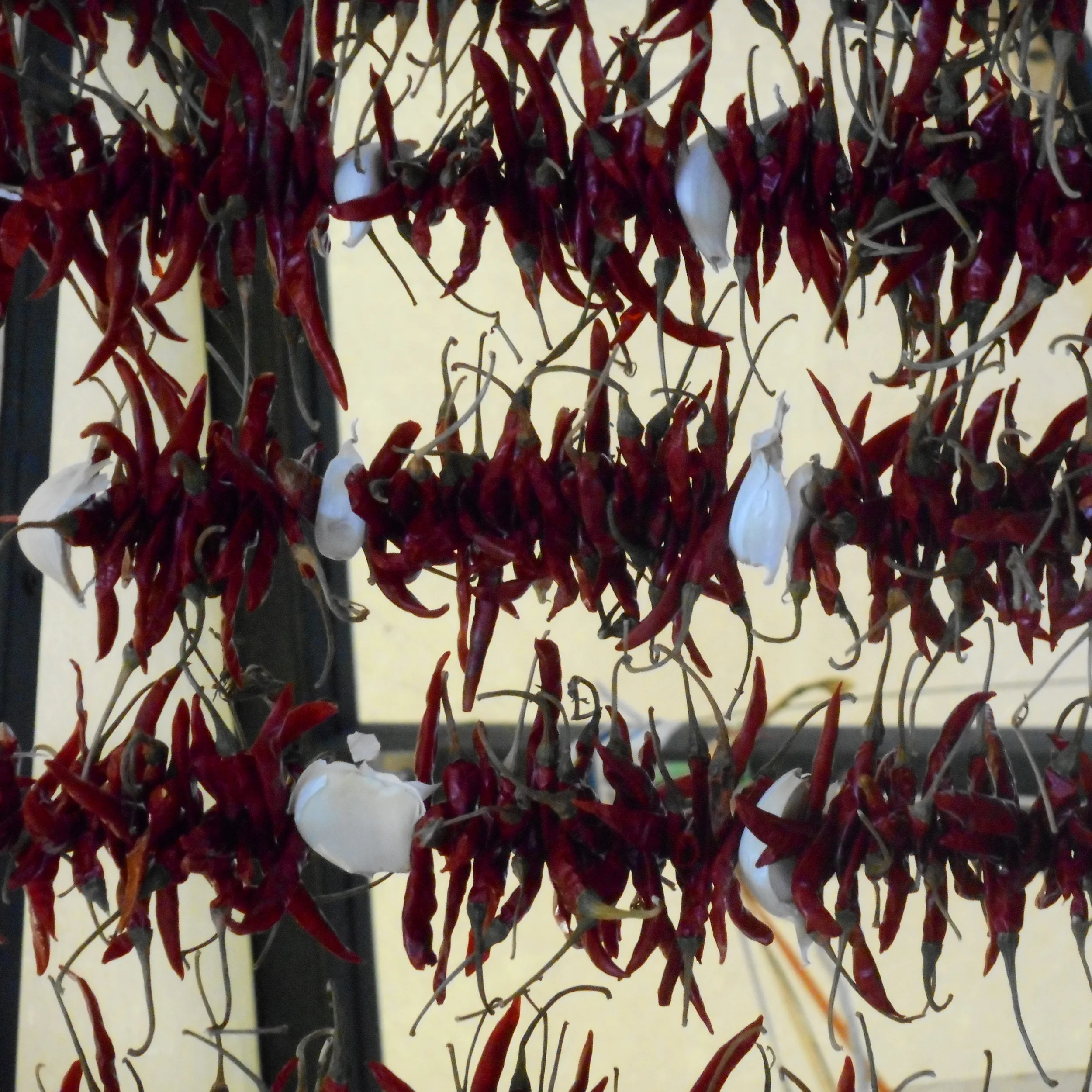 chilli.jpg