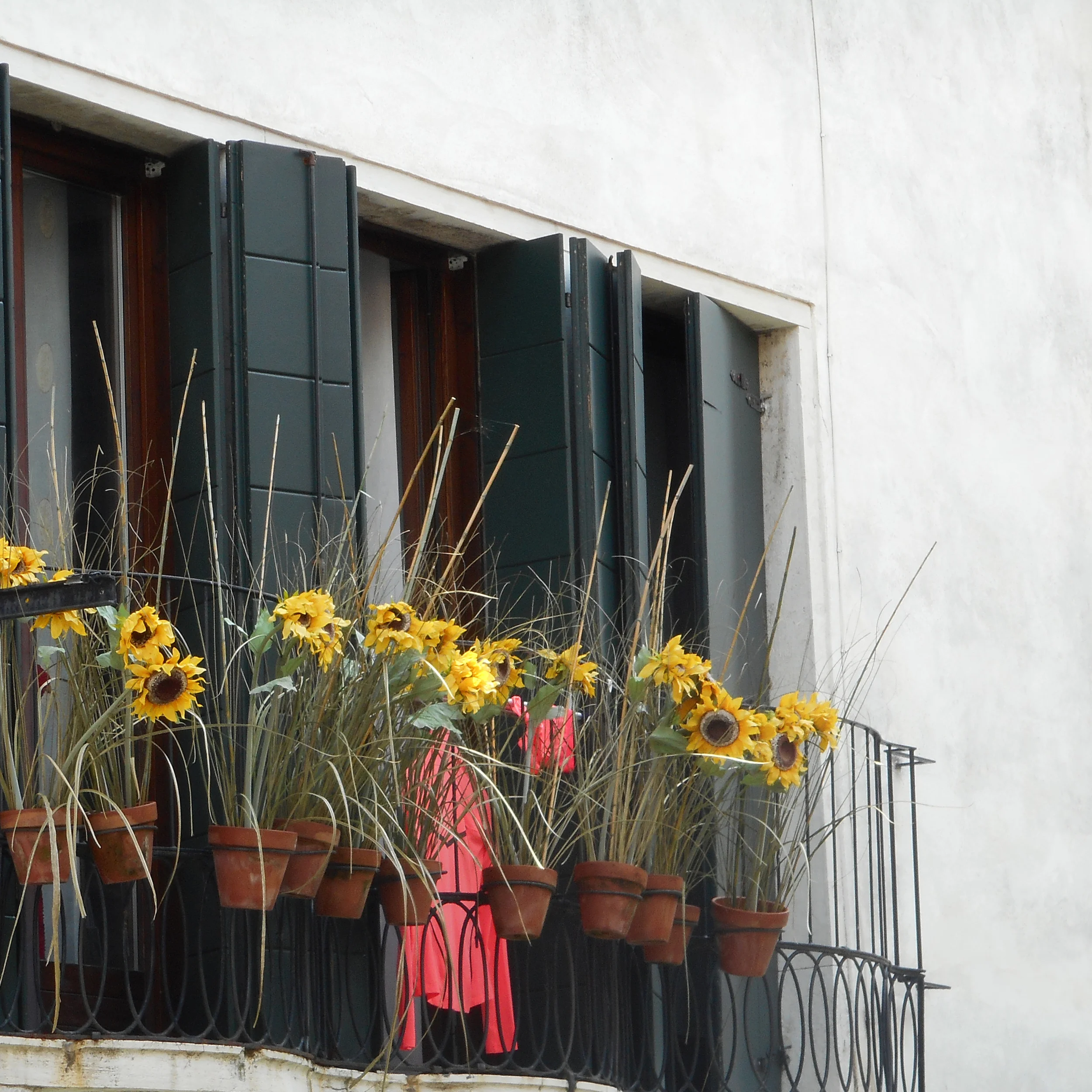 sunflowers.jpg