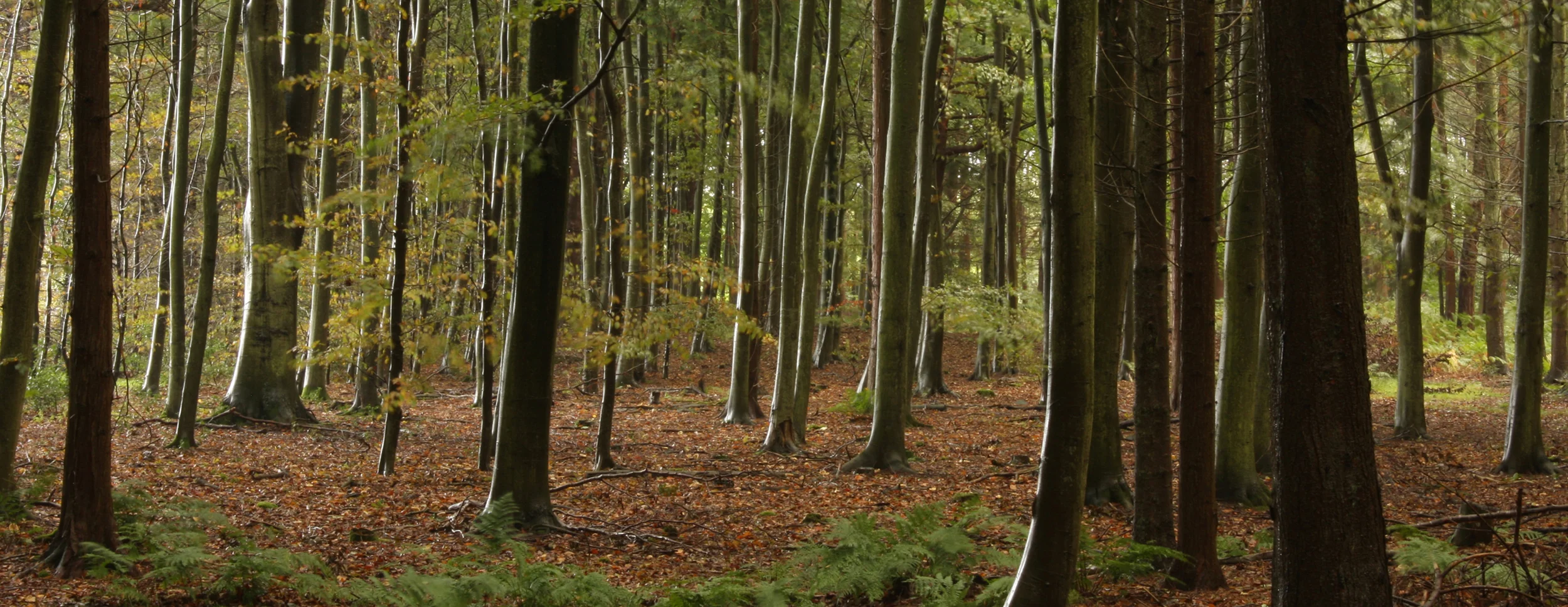 forestry.jpg