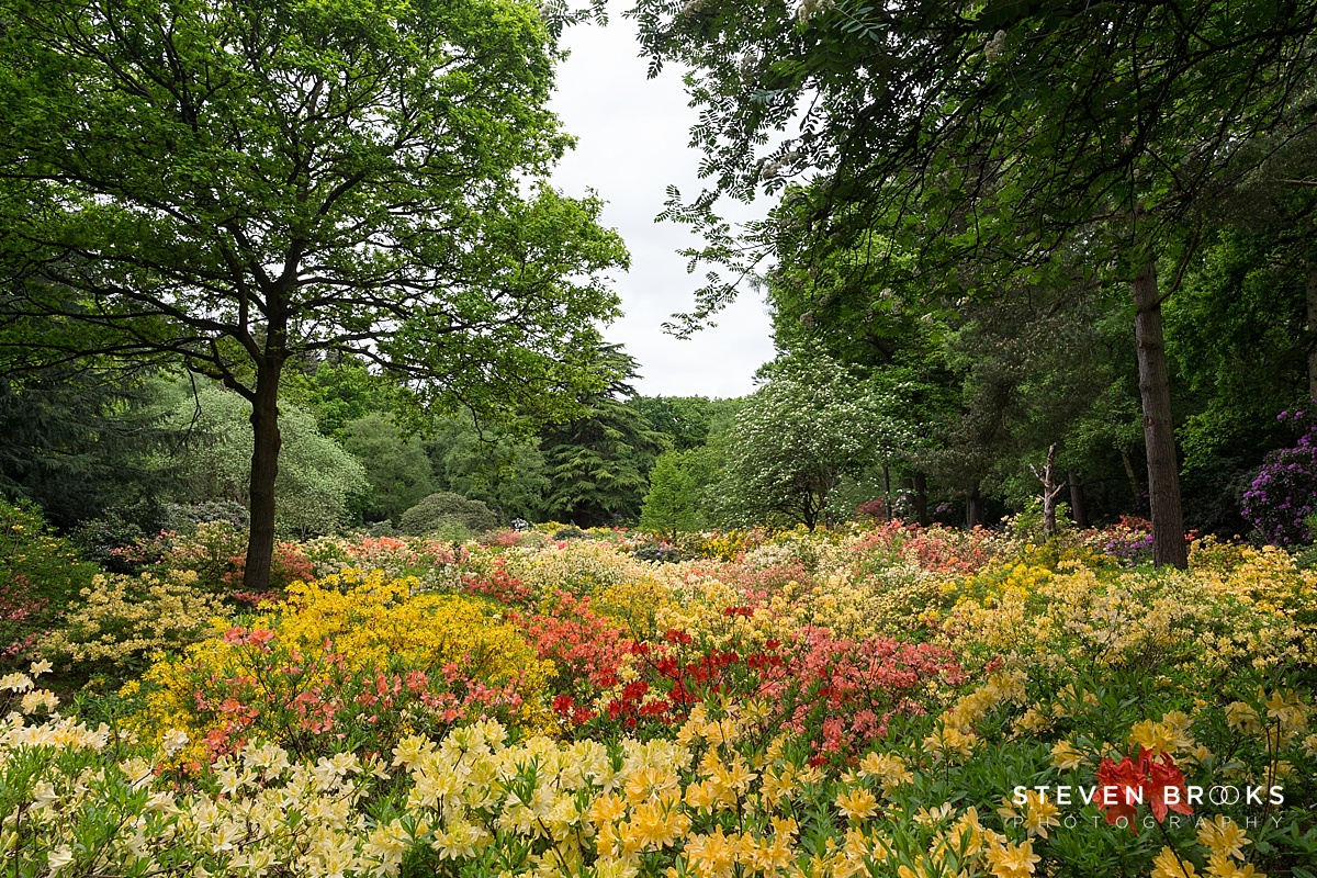 The Stunning Azalea Water Gardens at Stody LodGe