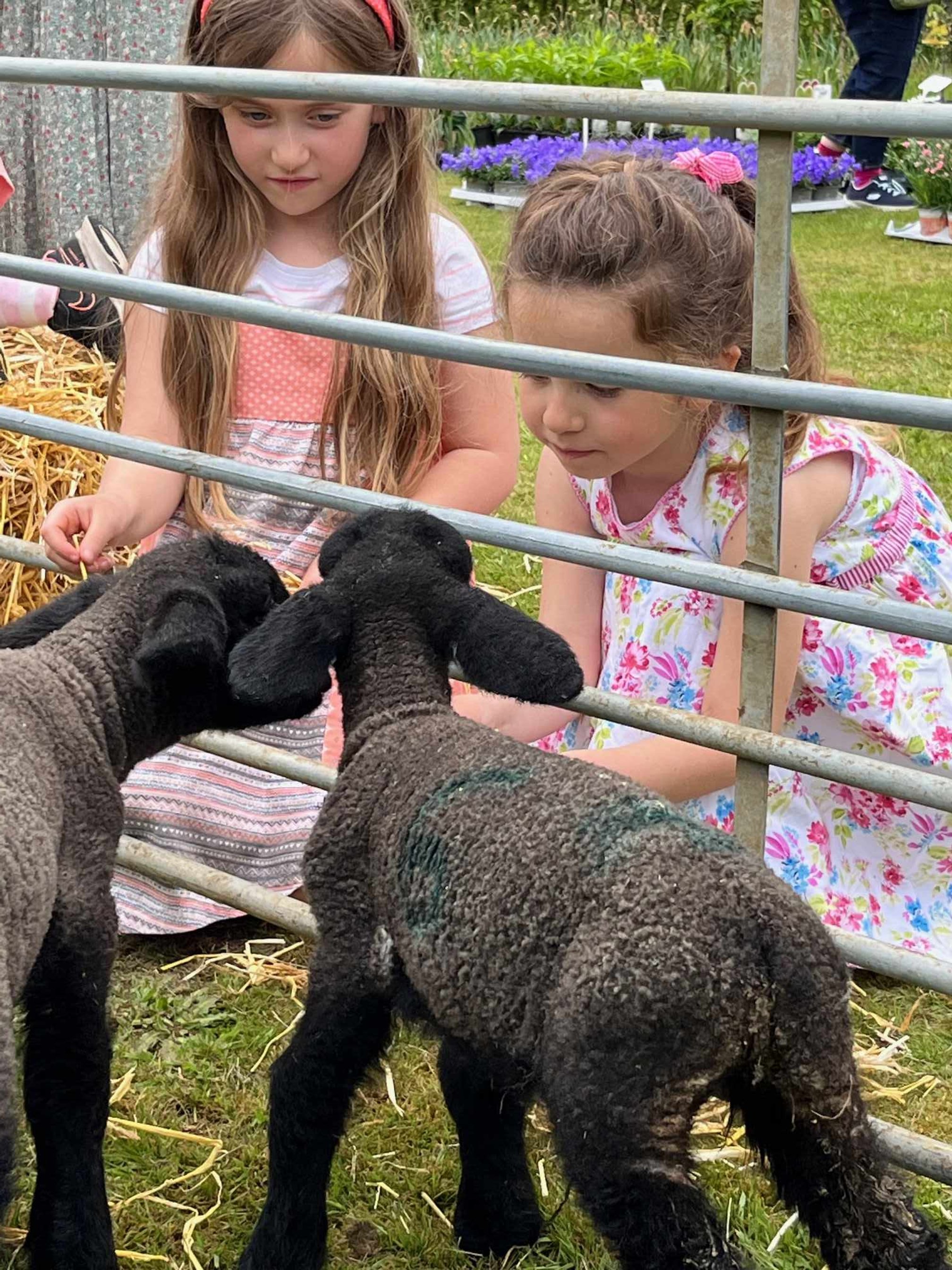 Children lambs_credit Stody Lodge Gardens_low res.jpg