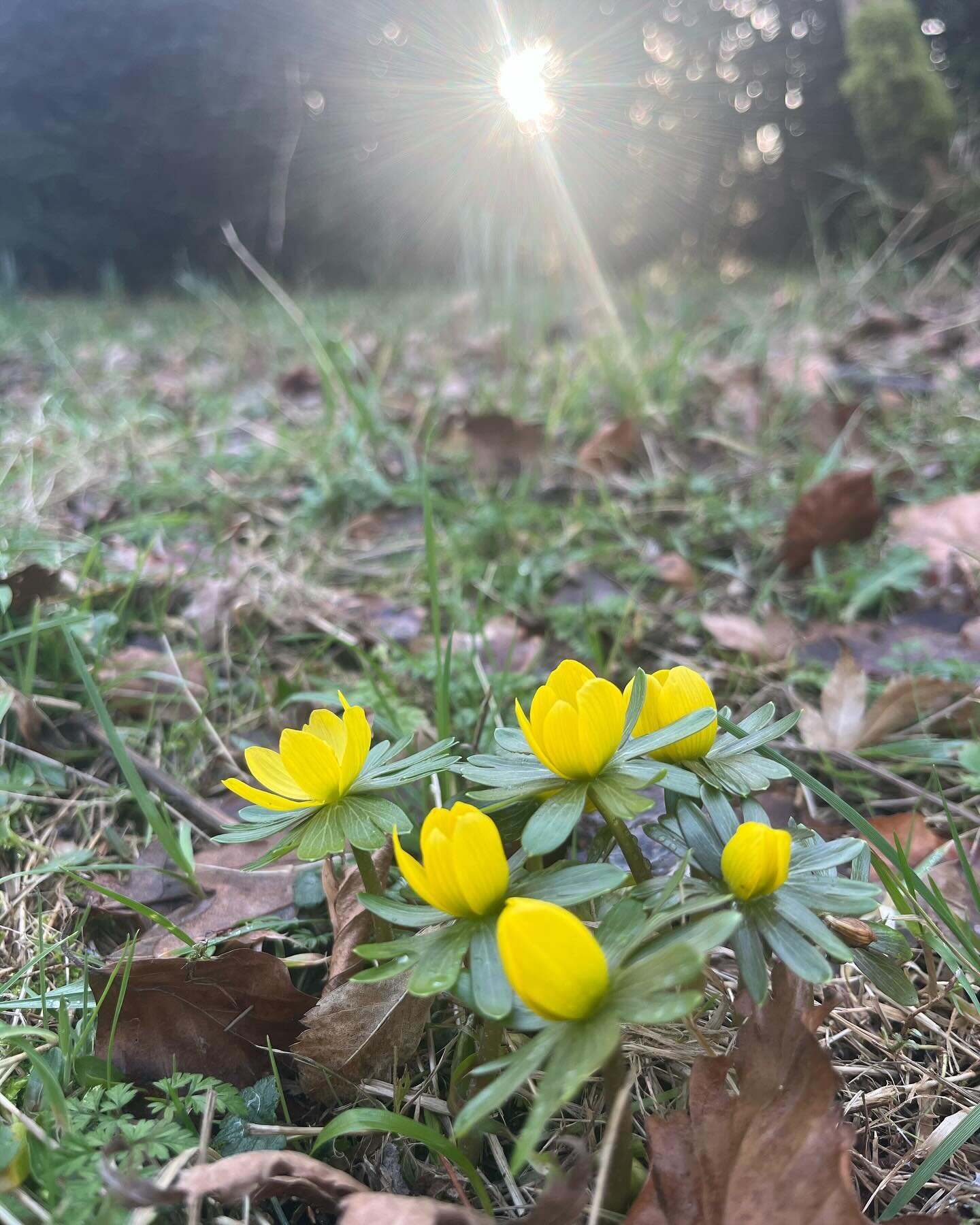 Hurrah! Our #aconites, planted &lsquo;in the green&rsquo; last year, have just popped up and will hopefully spread and intermingle with our #snowdrops to create a carpet of white and yellow in the Woodland Garden&hellip; it might take ten years but i
