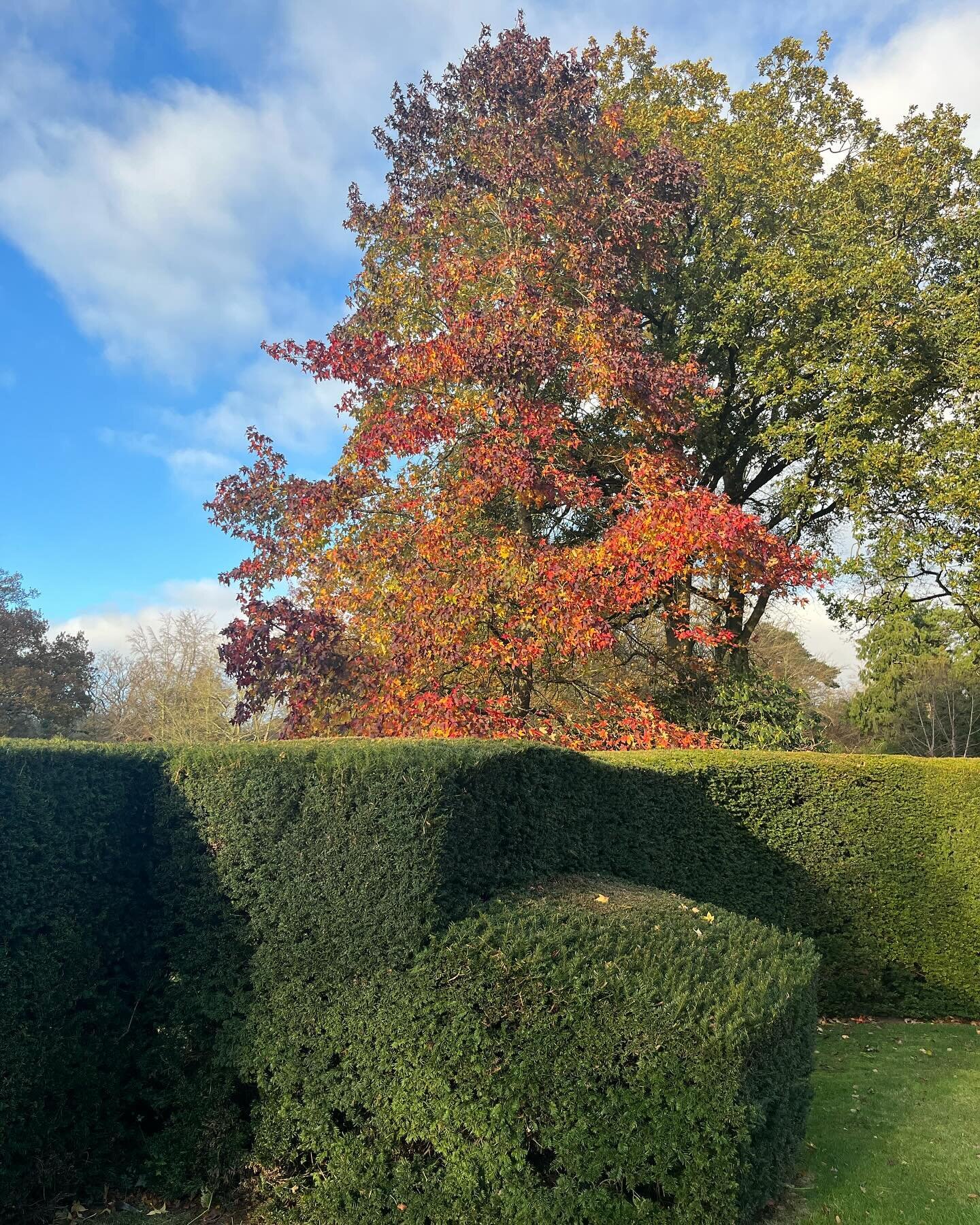 The fiery colours of our #liquidambar stands resplendent above the solid greens of the yew hedge surrounding the Dawn Garden. What a glorious autumnal day - windy and sunny with clear blue skies 🤩. Check out the amazing range of colours in the leave