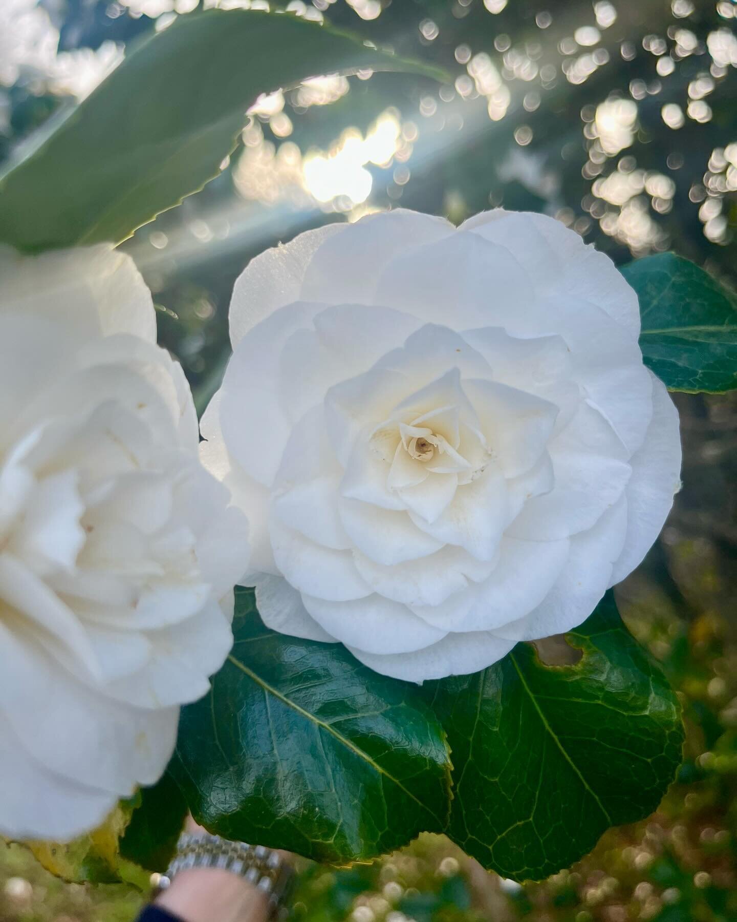 Every year we&rsquo;re charmed by a &lsquo;new&rsquo; plant that has as yet escaped our full attention. This beautiful, simple white #camellia has stolen the show this spring - its perfect petals are gardenia or rose-like in their arrangement, and su