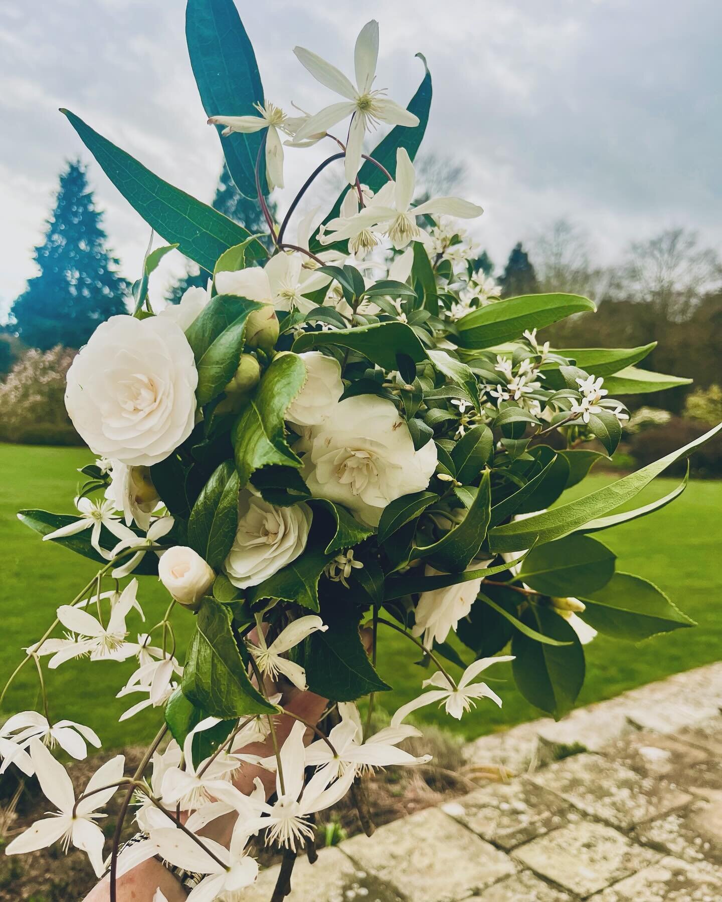 V pleased with this delicious smelling and flower-filled bouquet - not a bad haul for a March garden! We have highly scented #clematisarmandii, #osmanthusburkwoodii and the beautiful white #camellia that we can&rsquo;t stop picking. Rather bridal in 