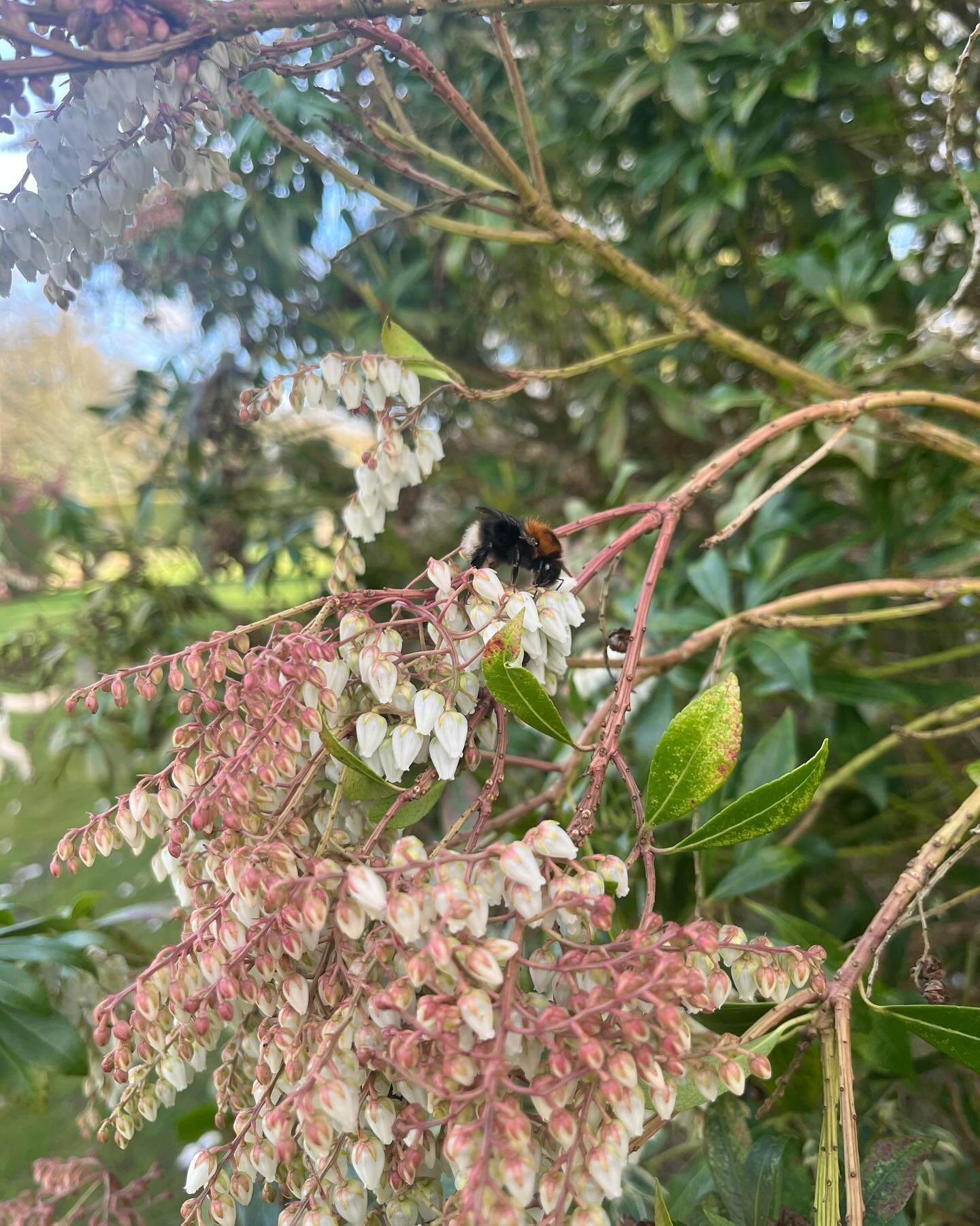 A sweet bumble bee enjoying one of our several Enkianthus campanulatus - such an unassuming but truly stunning shrub that comes into its own each spring with its creamy bell shaped flowers. Part of the Ericaceae or heather family, it is very at home 